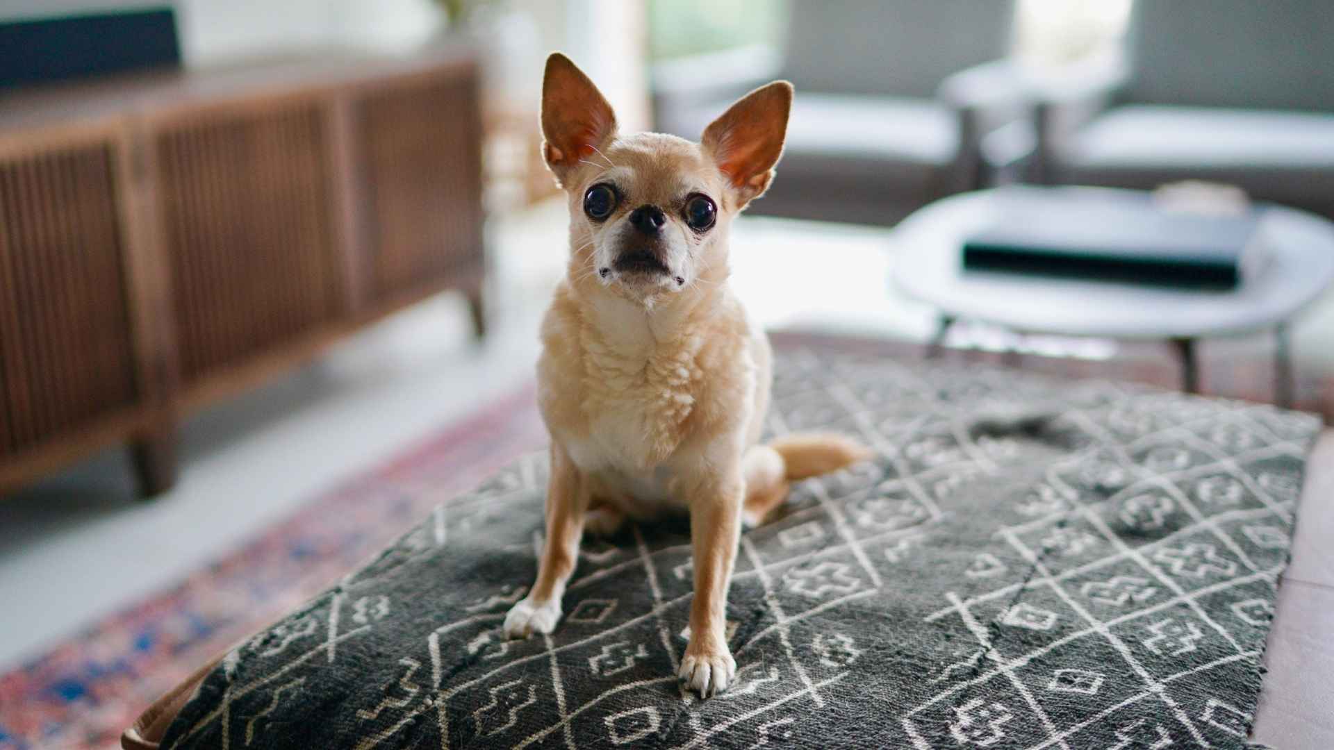 7 Dog Breeds That Thrive With Minimal Effort and Are Easy to Care For