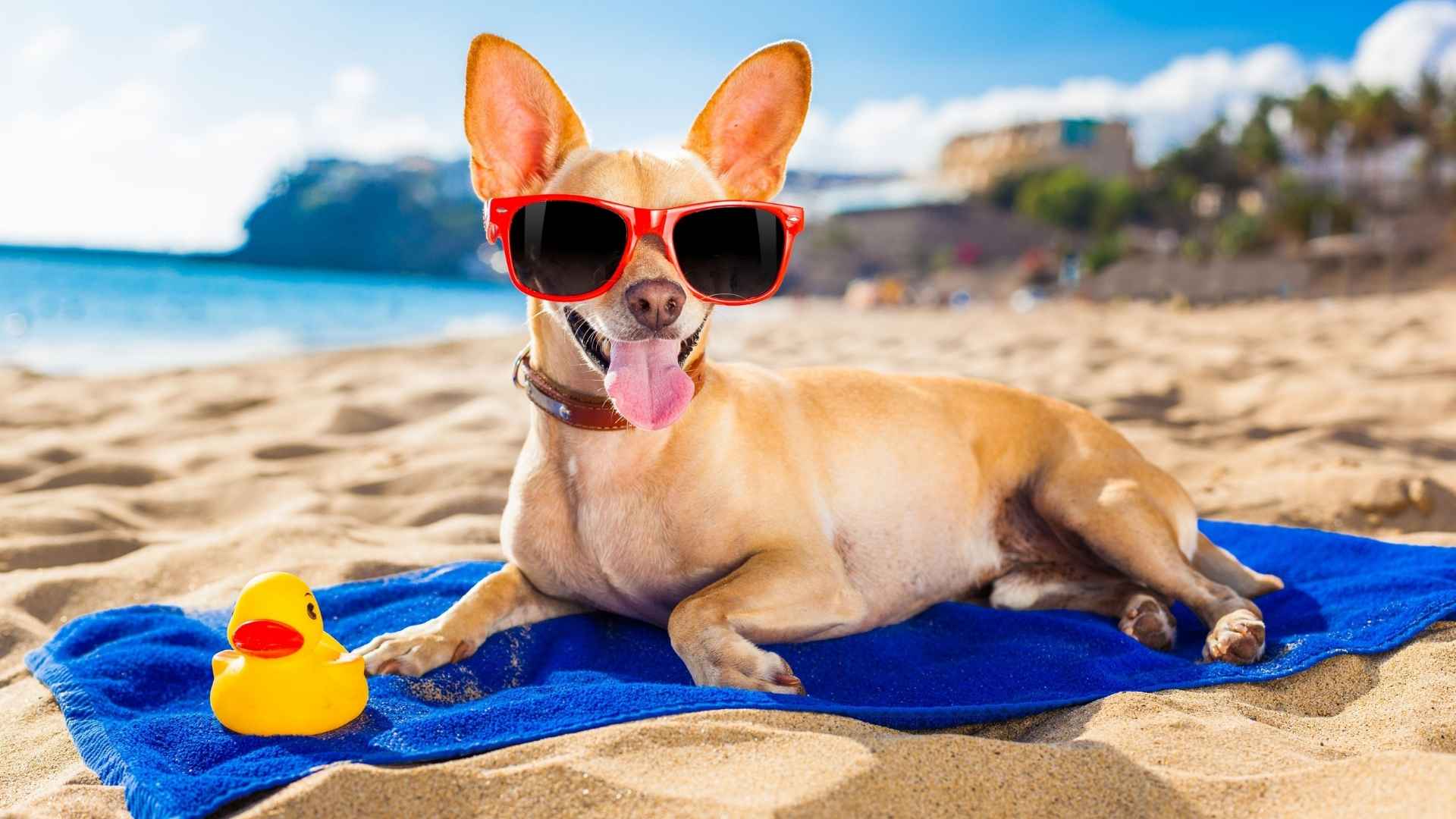 7 Dog Breeds That Thrive in Warm Weather