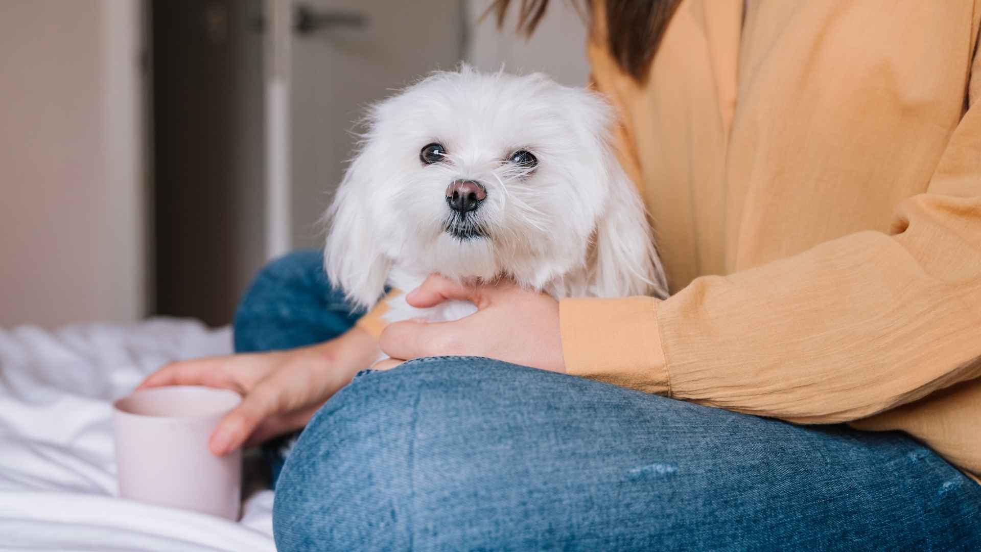 7 Dog Breeds That View Owners As Family