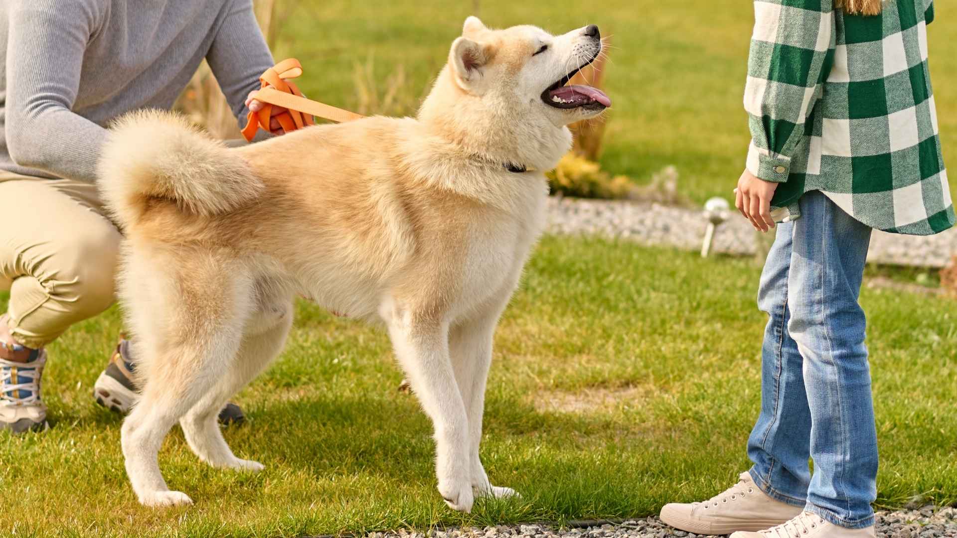 7 Dog Breeds That Wag Tails When Kids Talk To Them
