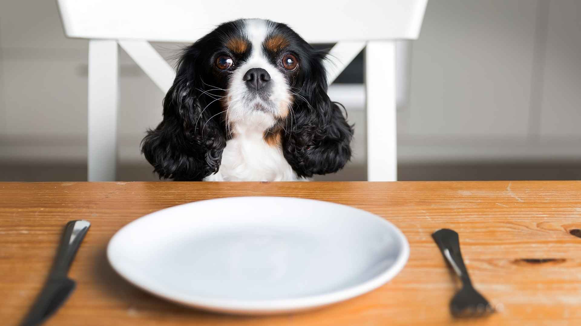 7 Dog Breeds That Wait Calmly For Dinner Time Daily