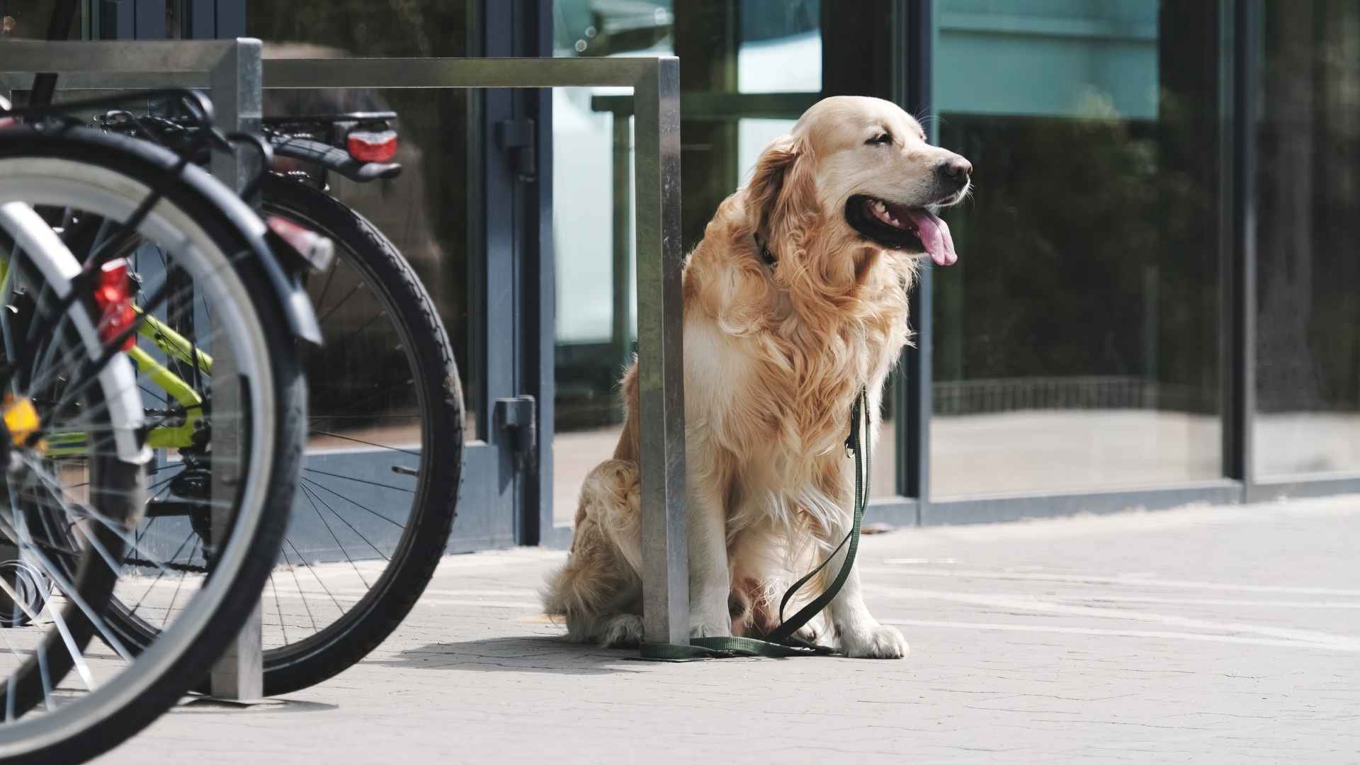 7 Dog Breeds That Wait Outside Schools For Their Kids