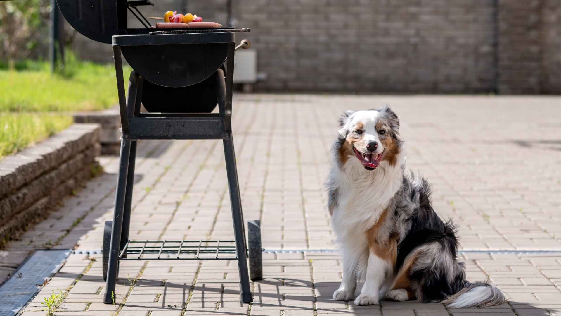7 Dog Breeds That Wait Patiently During Outdoor Barbecues