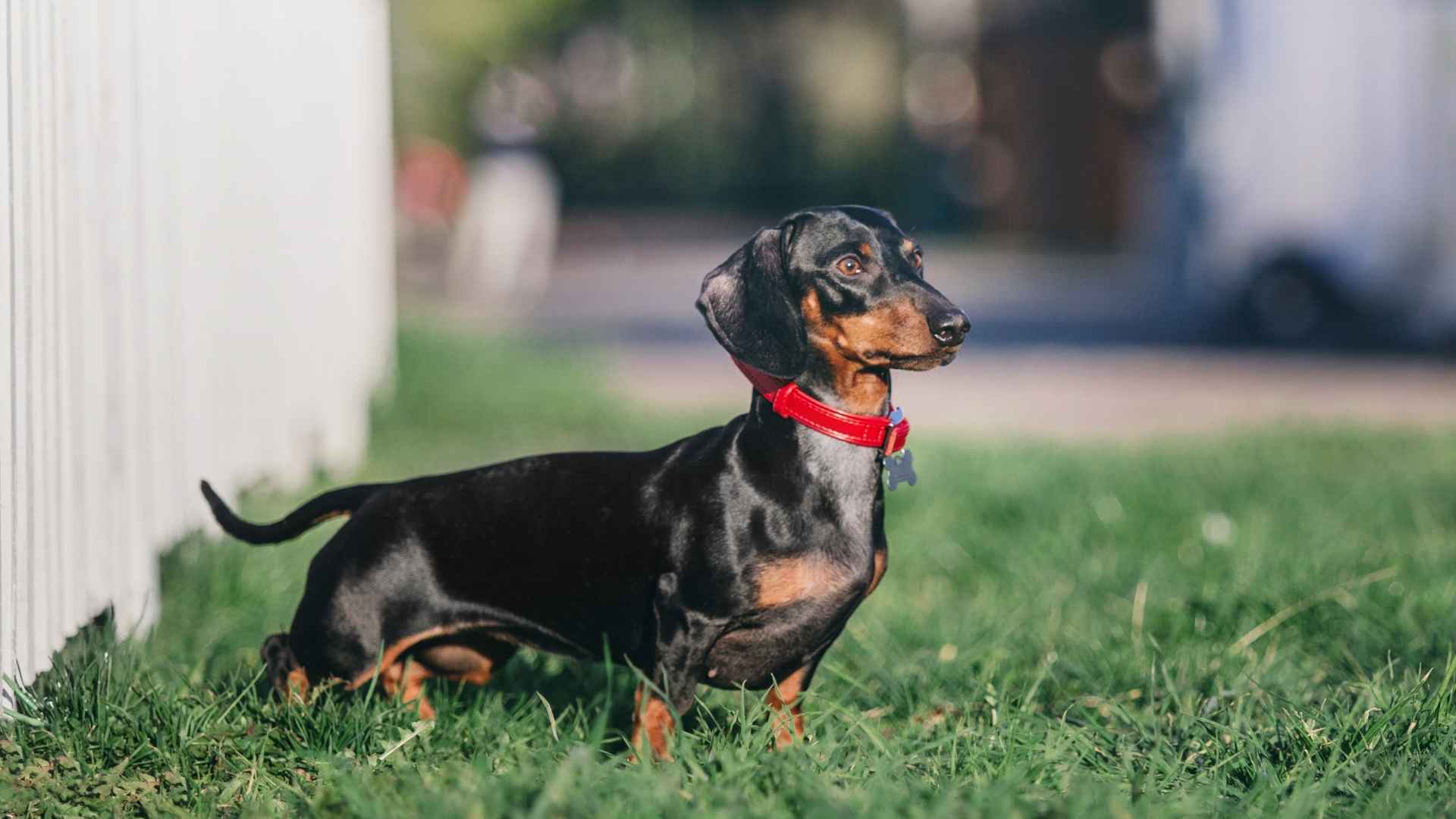 7 Dog Breeds That Wait Patiently For Kids At Playgrounds