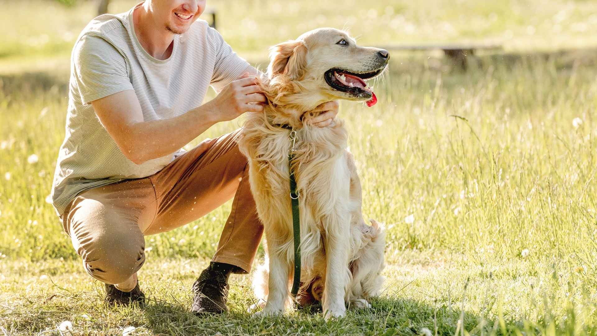 7 Dog Breeds That Will Love You More Than Anything Else