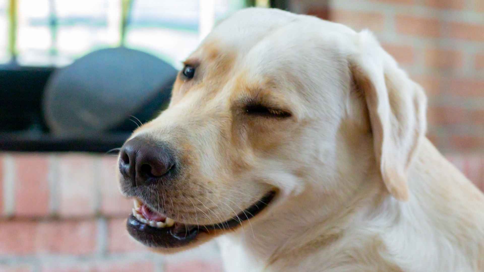 7 Dog Breeds That Wink At Owners Playfully