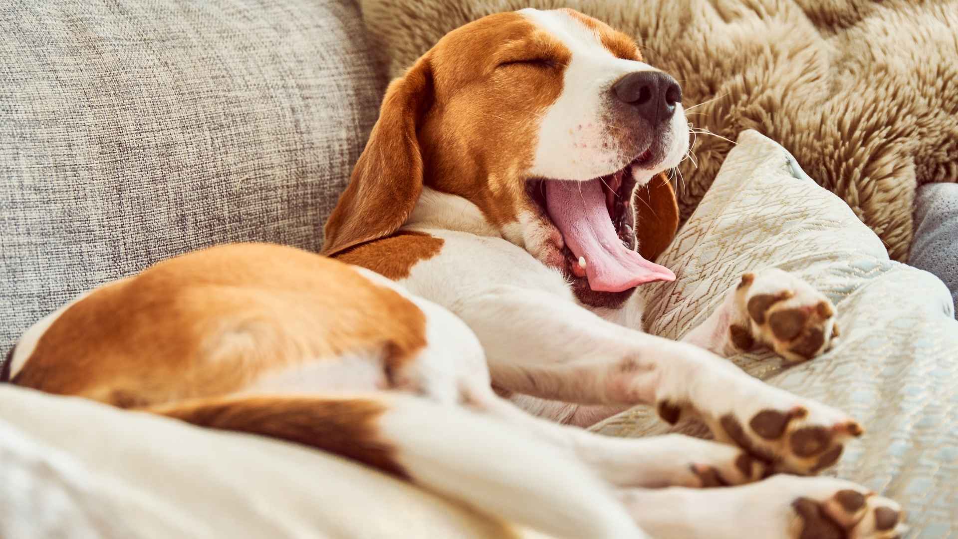 7 Dog Breeds That Yawn When Owners Yawn Too