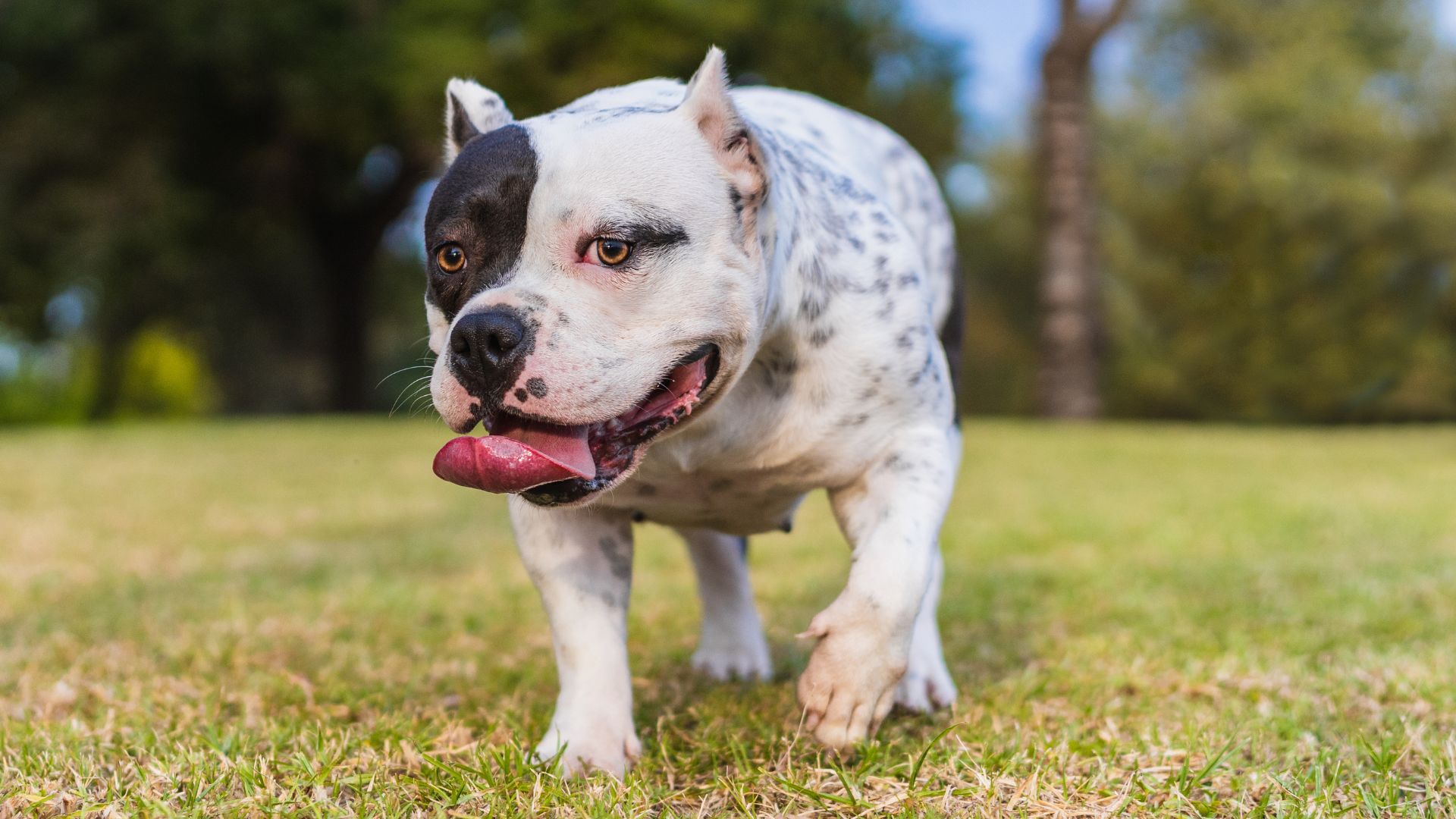 7 Dog Breeds To Avoid For Your Safety And Security Based On Statistics