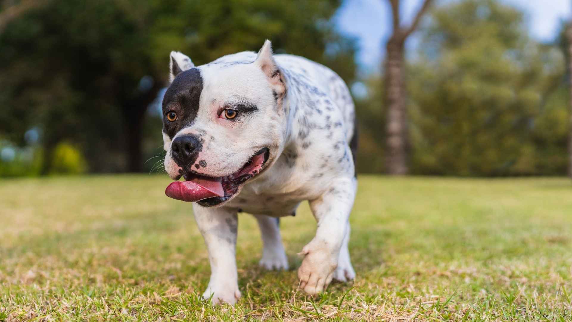 7 Dog Breeds To Avoid If You Want A Family Pet