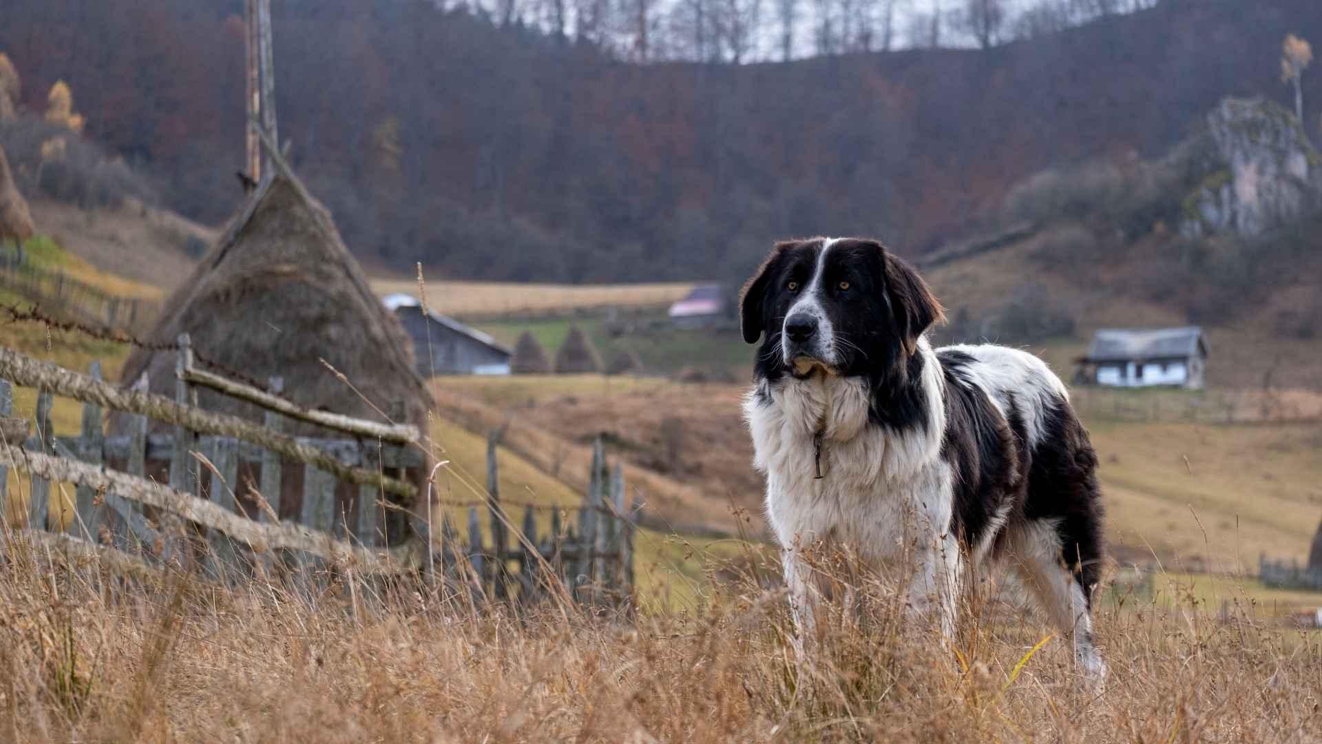 7 Dog Breeds Trusted for Large-Scale Farm Guarding