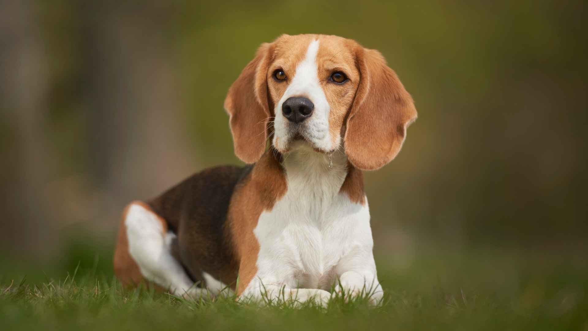 7 Dog Breeds Who Are Absolute Drama Queens