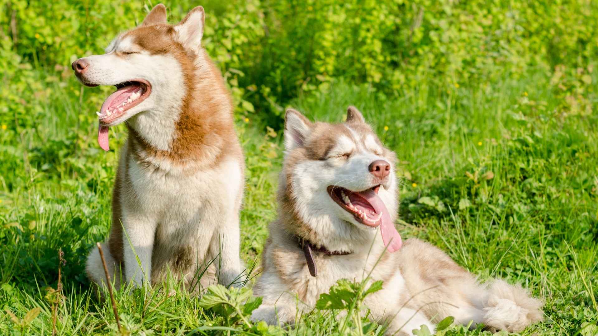 7 Dog Breeds Who Prefer Other Dogs Over People
