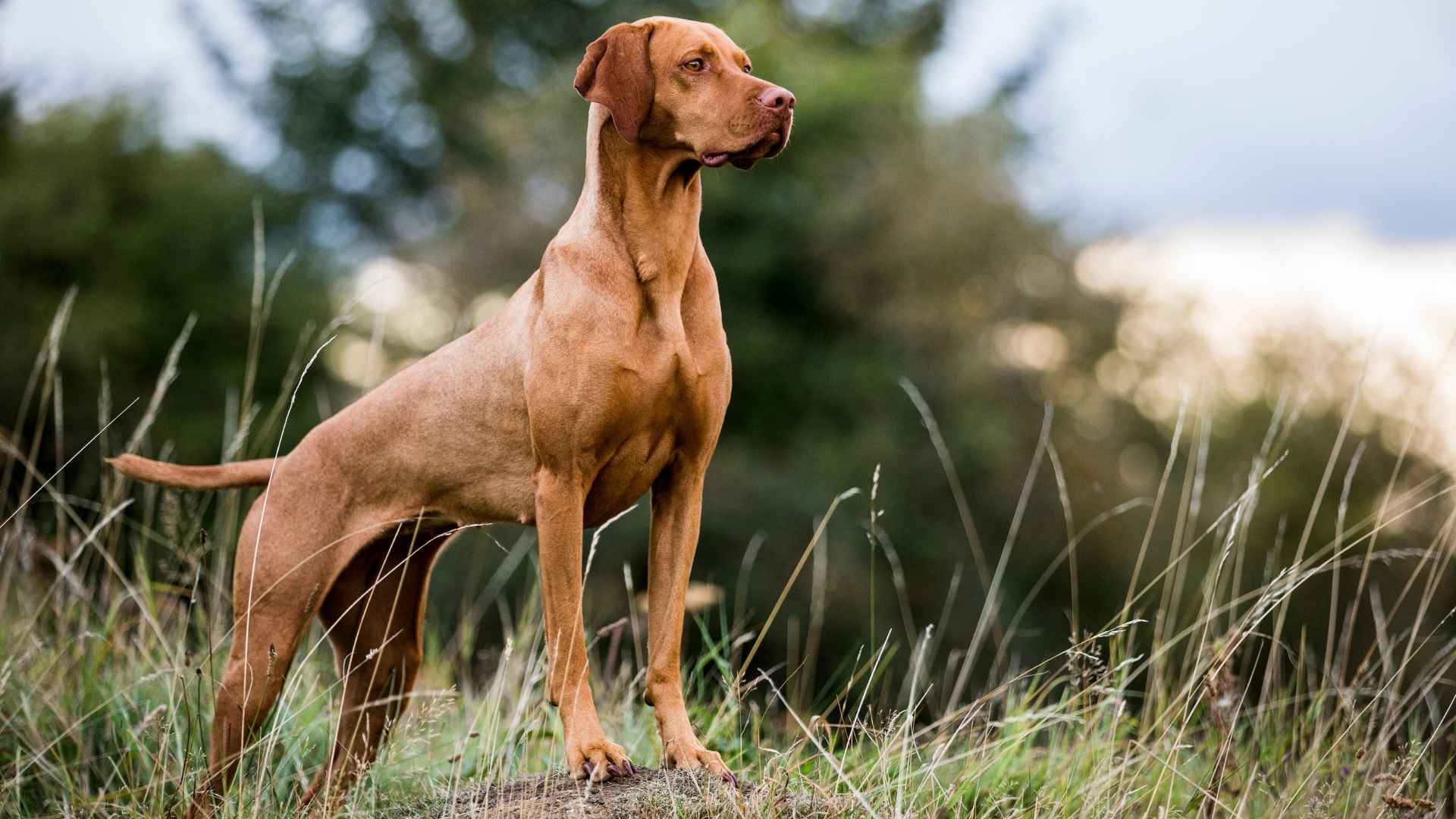 7 Dog Breeds With Best Combination of Sight And Smell