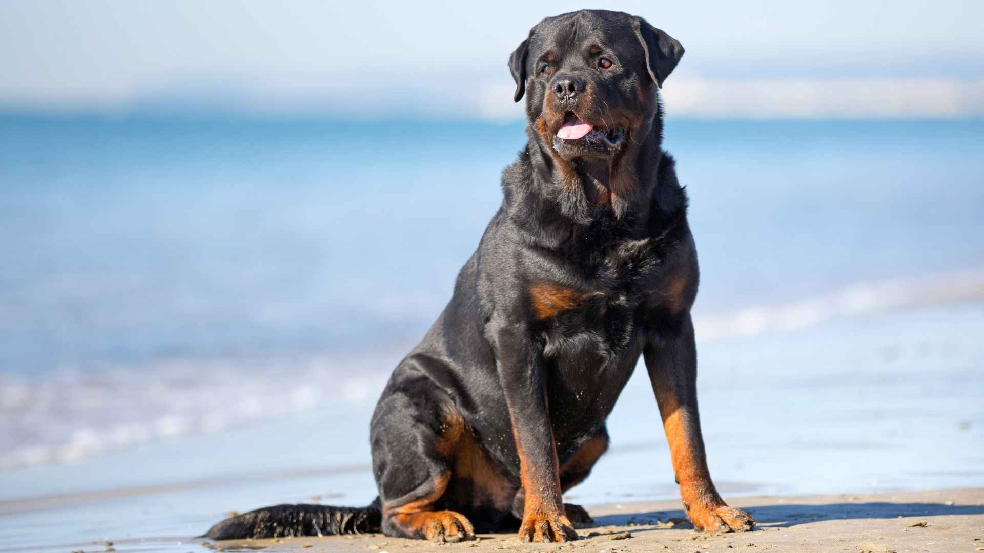 7 Dog Breeds With Broadest Chests Among Guard Dogs