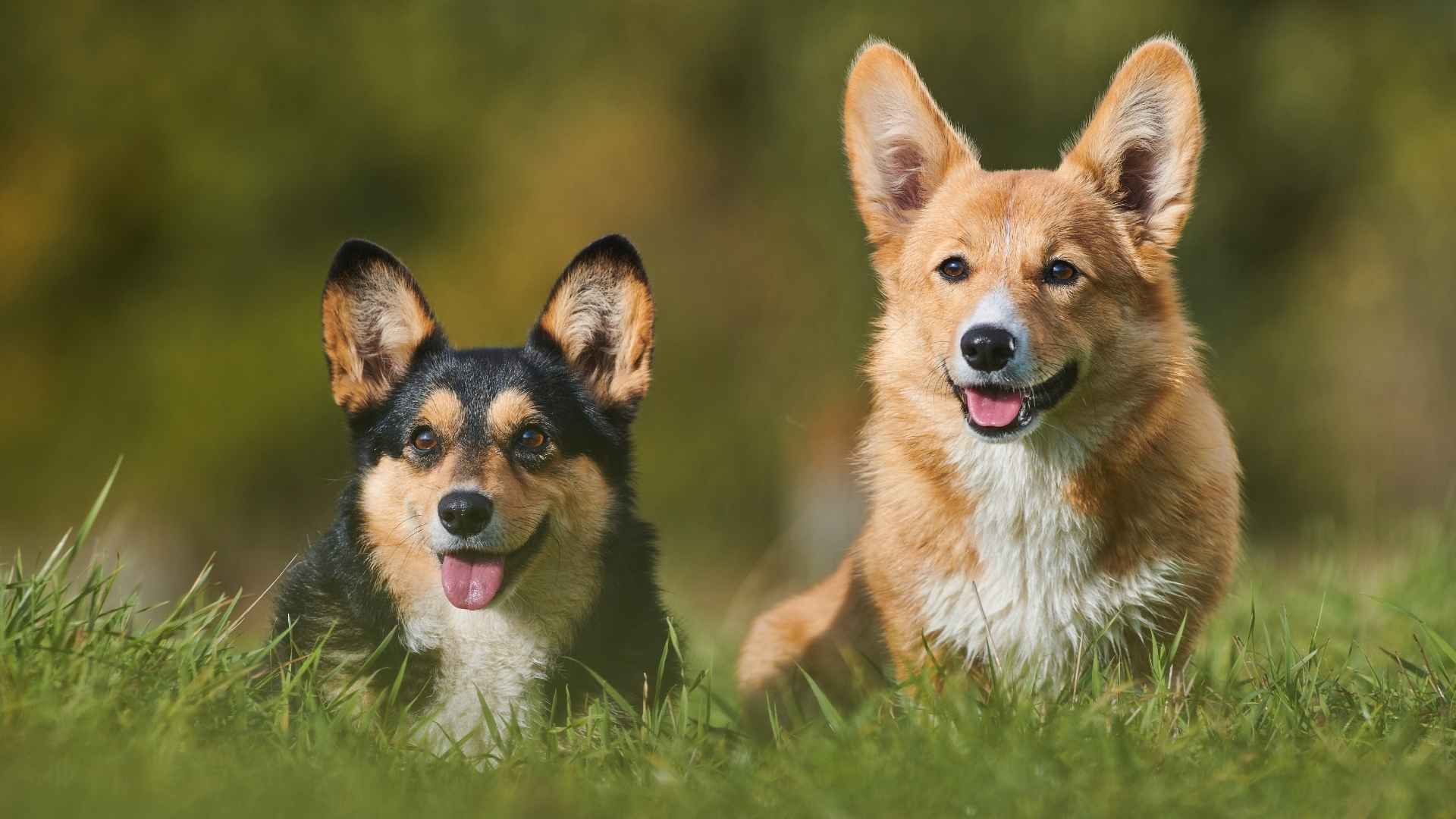 7 Dog Breeds With Ears That Stand Perfectly Like Antennas