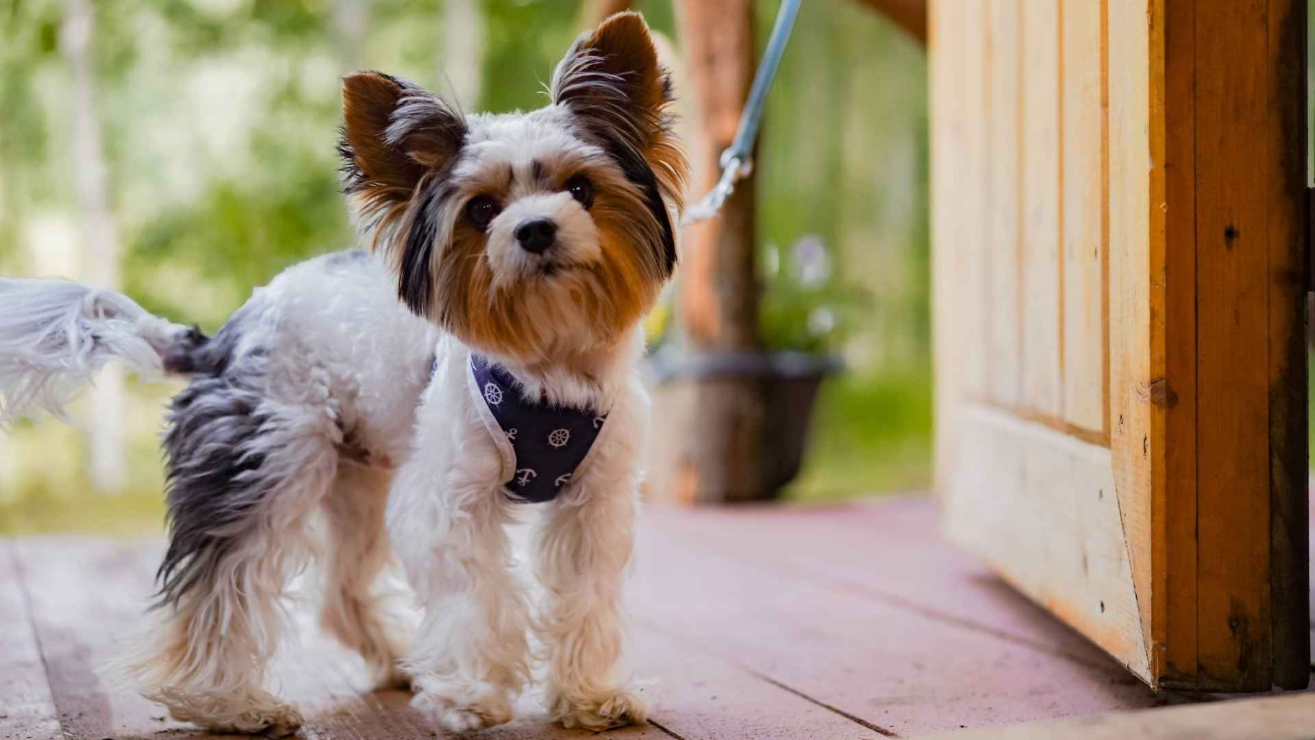 7 Dog Breeds With Fluffy Round Chins Like Beards