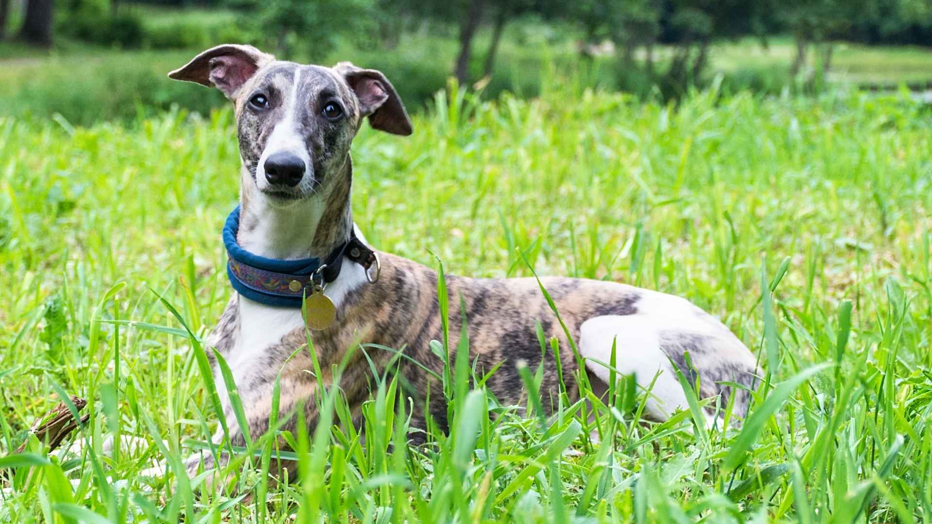 7 Dog Breeds With Healthy Eyes Even Into Senior Age