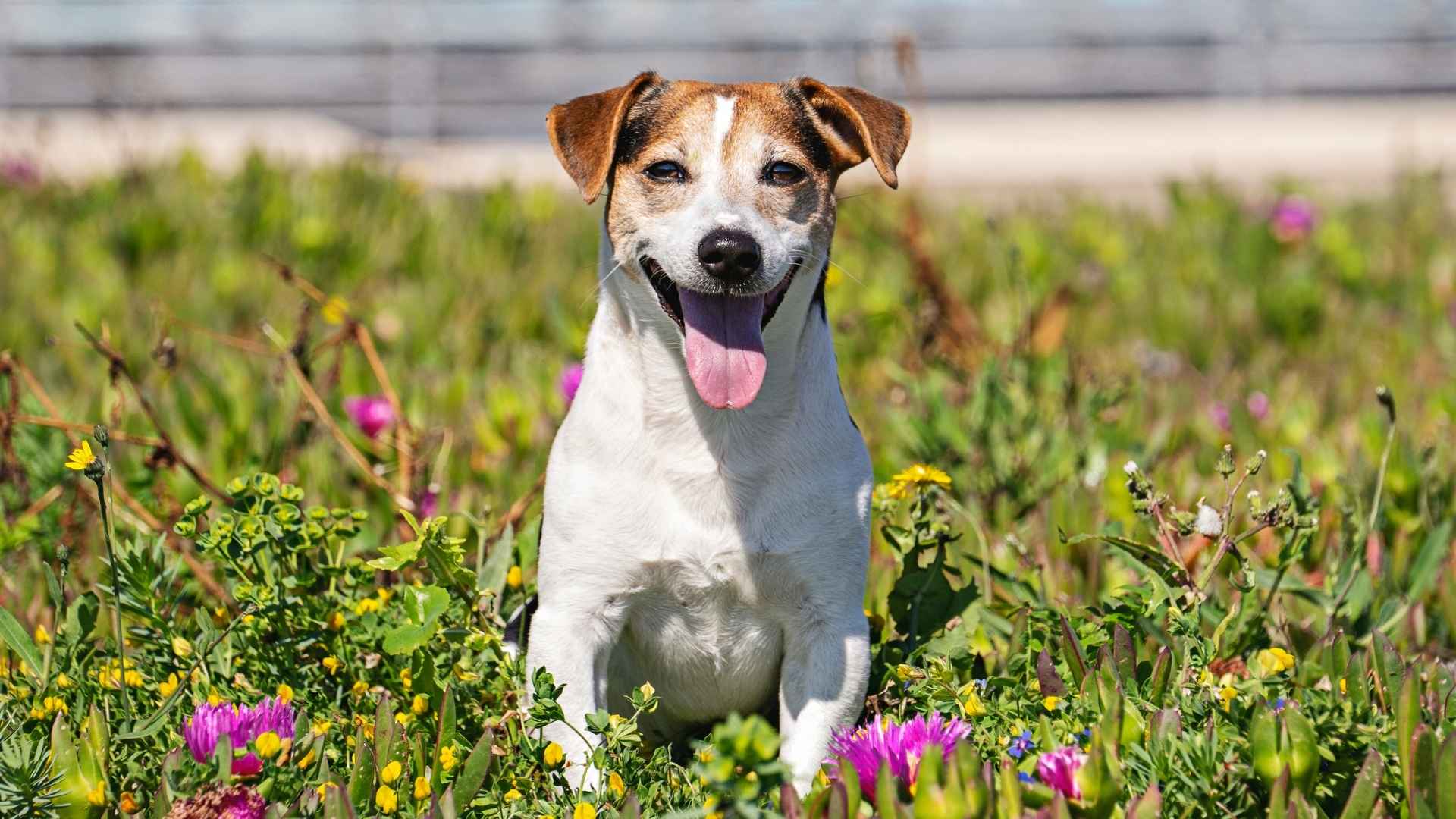 7 Dog Breeds With High Heart Rates That Never Let You Down