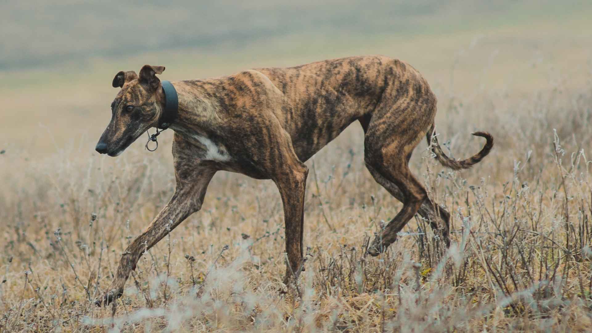 7 Dog Breeds With High Hunting Speed That Lead The Pack
