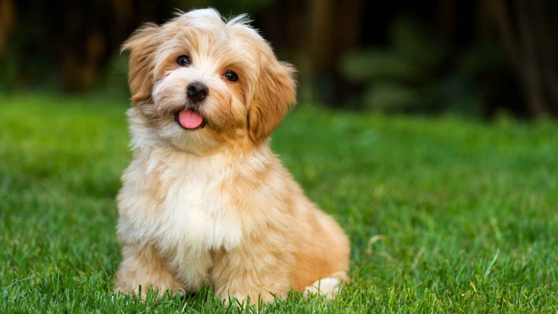 7 Dog Breeds With Naturally Rounder Ears Like Teddy Bears