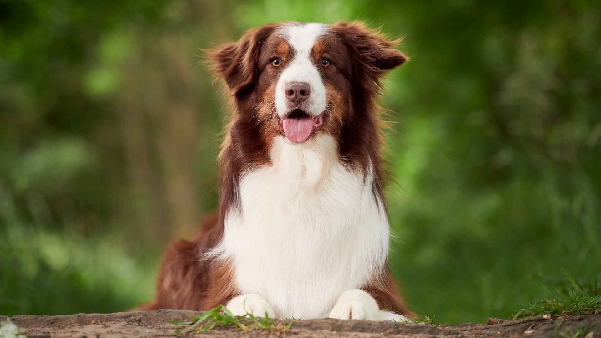 7 Dog Breeds With Naturally Strong Hearts