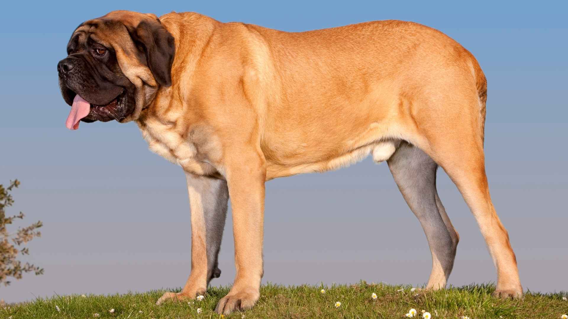 7 Dog Breeds With Strong Bones Even After 10 Years