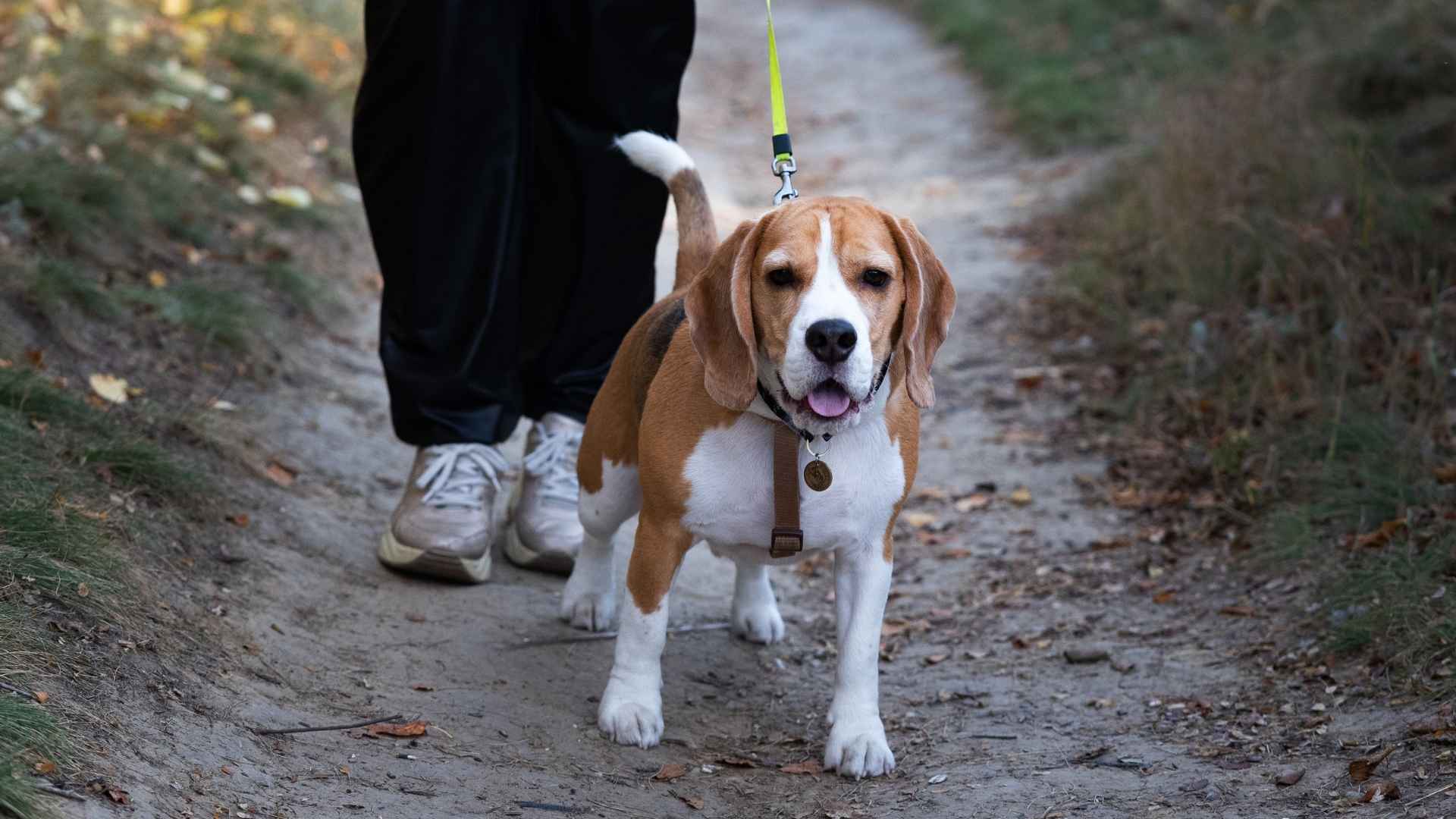7 Dog Breeds With The Best Sense Of Direction