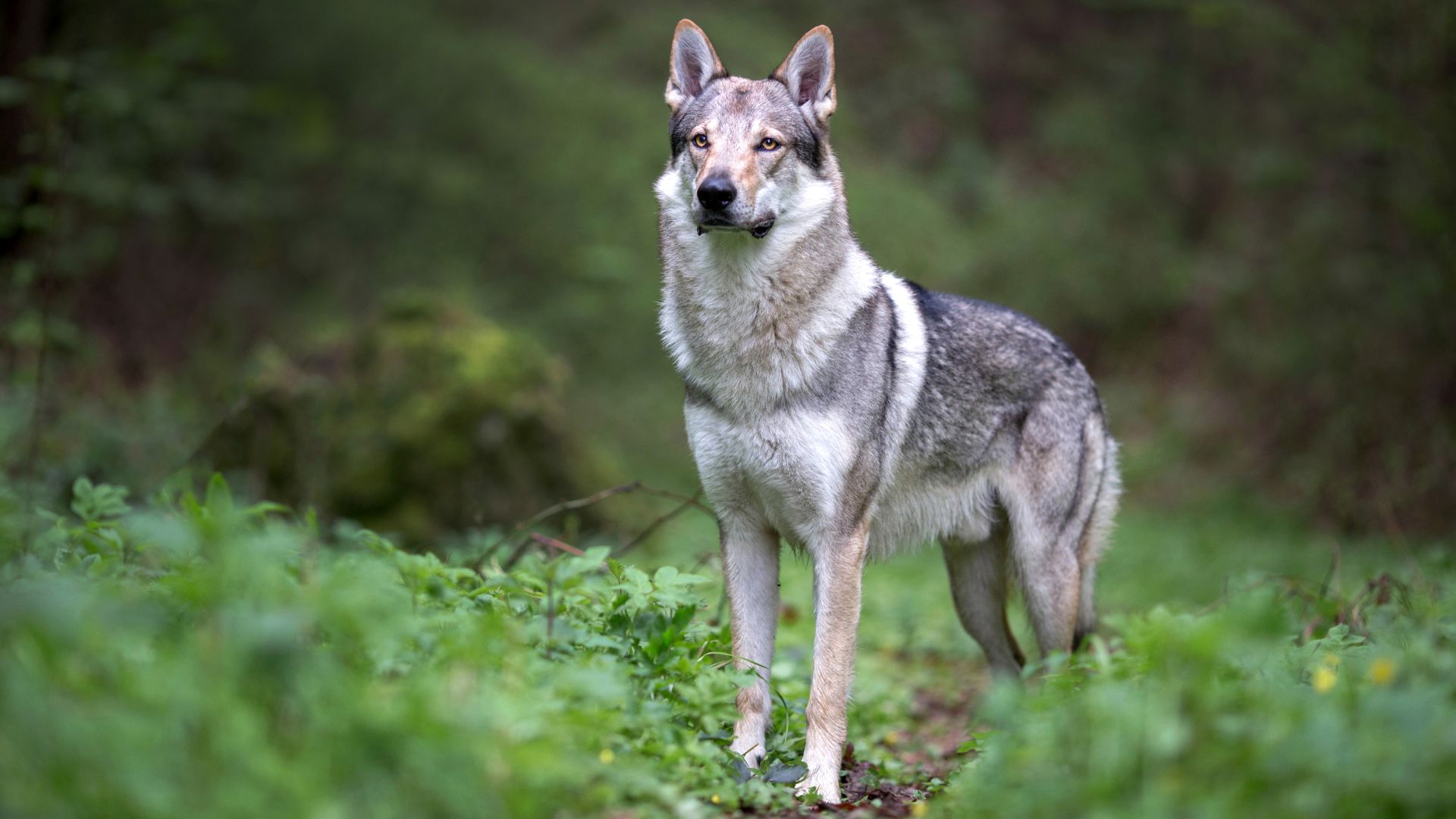 7 Dog Breeds With Wolf-Like Guarding Instincts