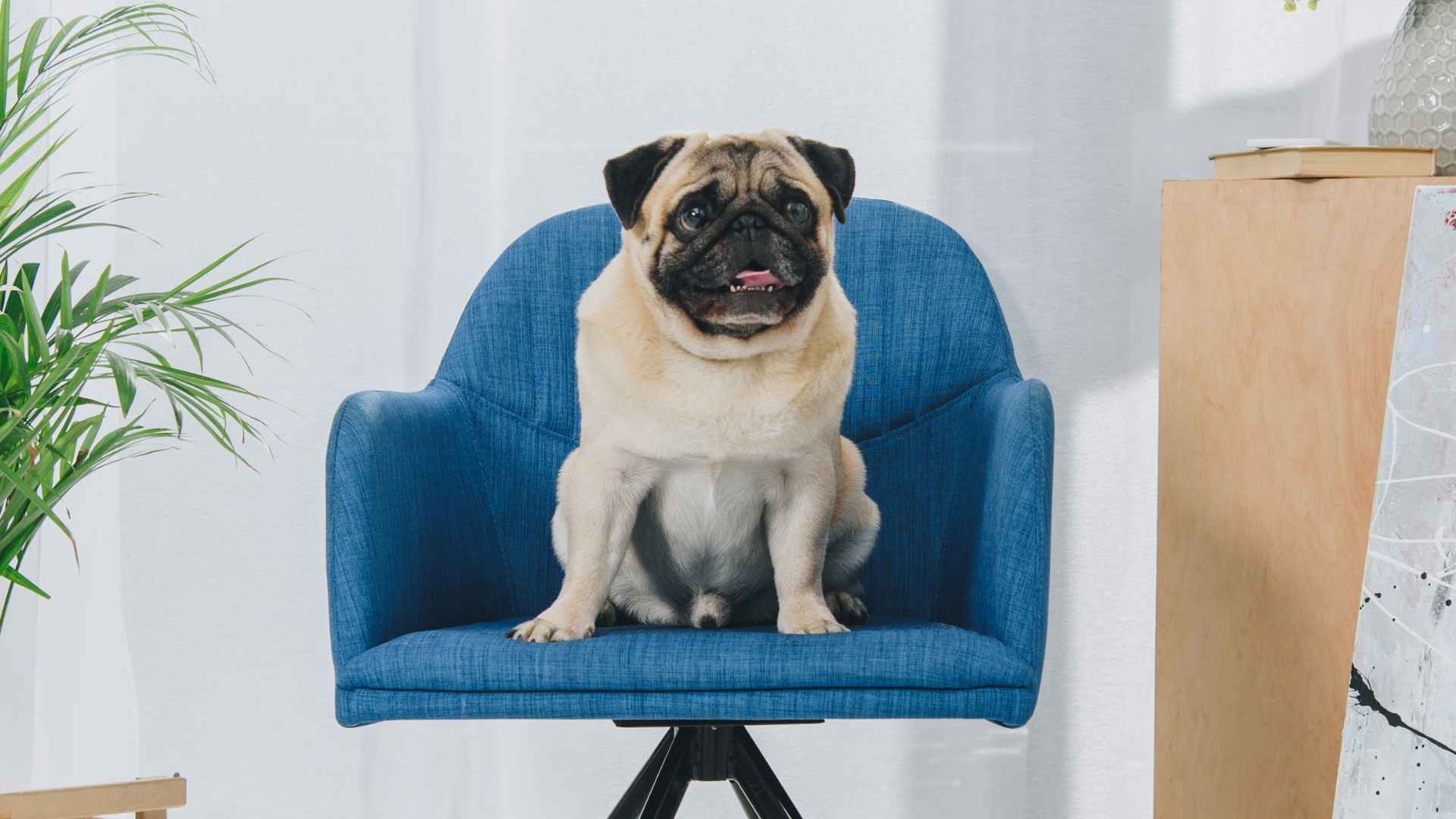 7 Dog Breeds You Can Leave at Home Safely, Day After Day