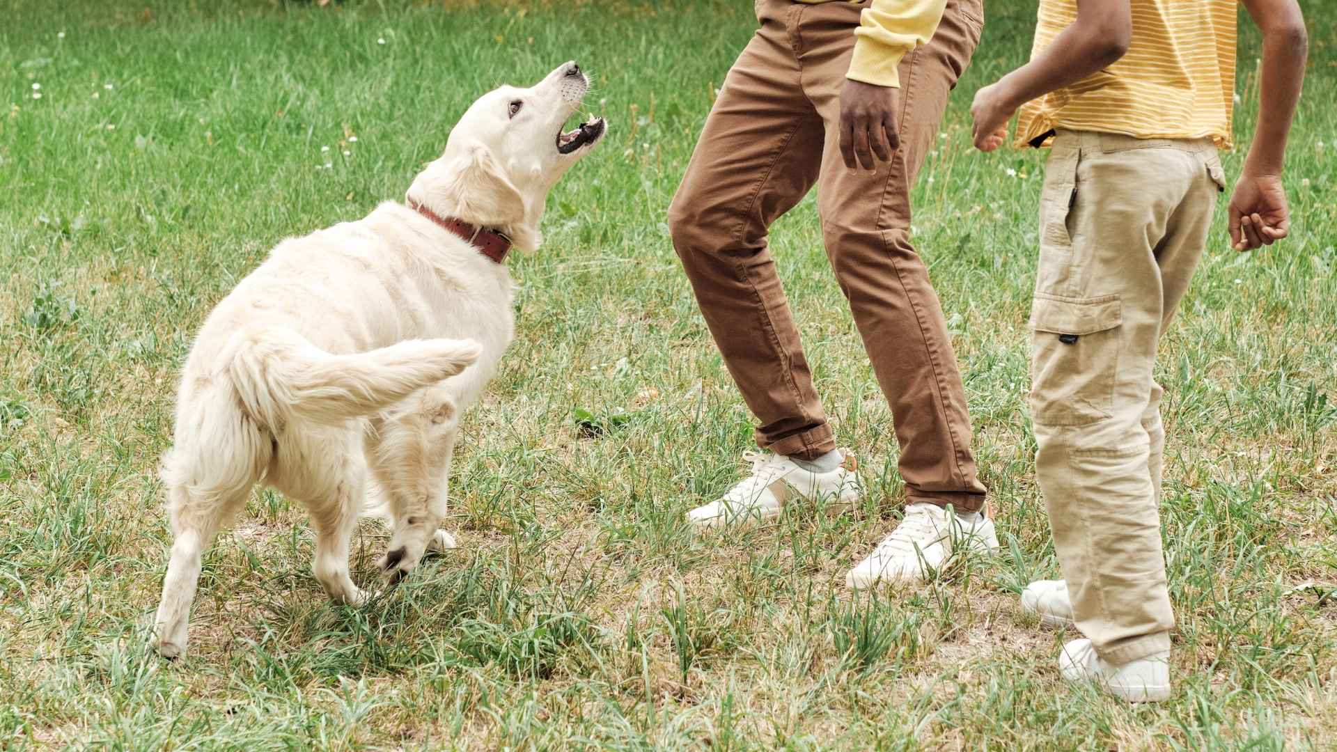 7 Dog Breeds that Stand Between Kids and Strangers