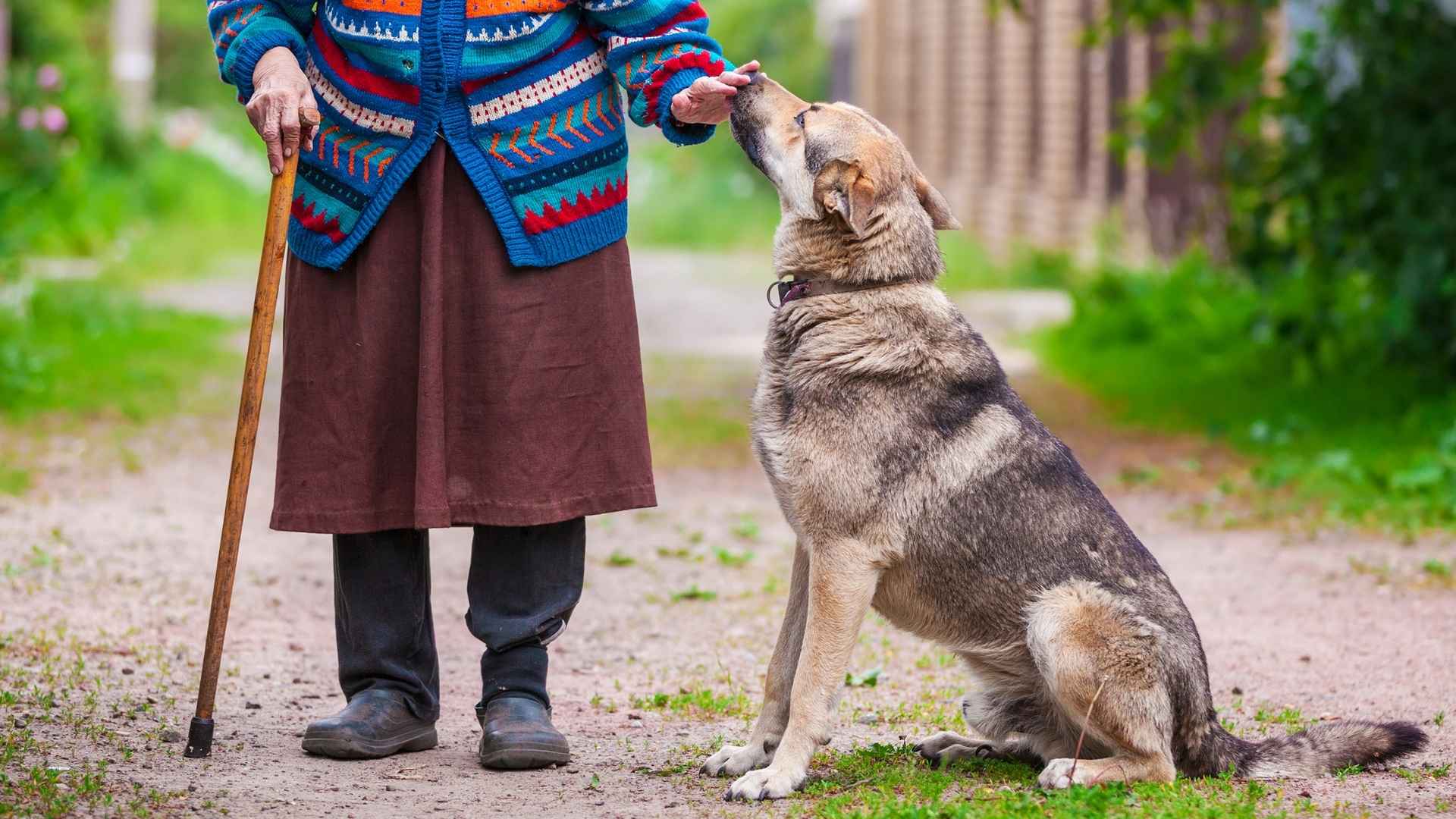7 Dog Breeds that Stay Gentle with Seniors Using Canes