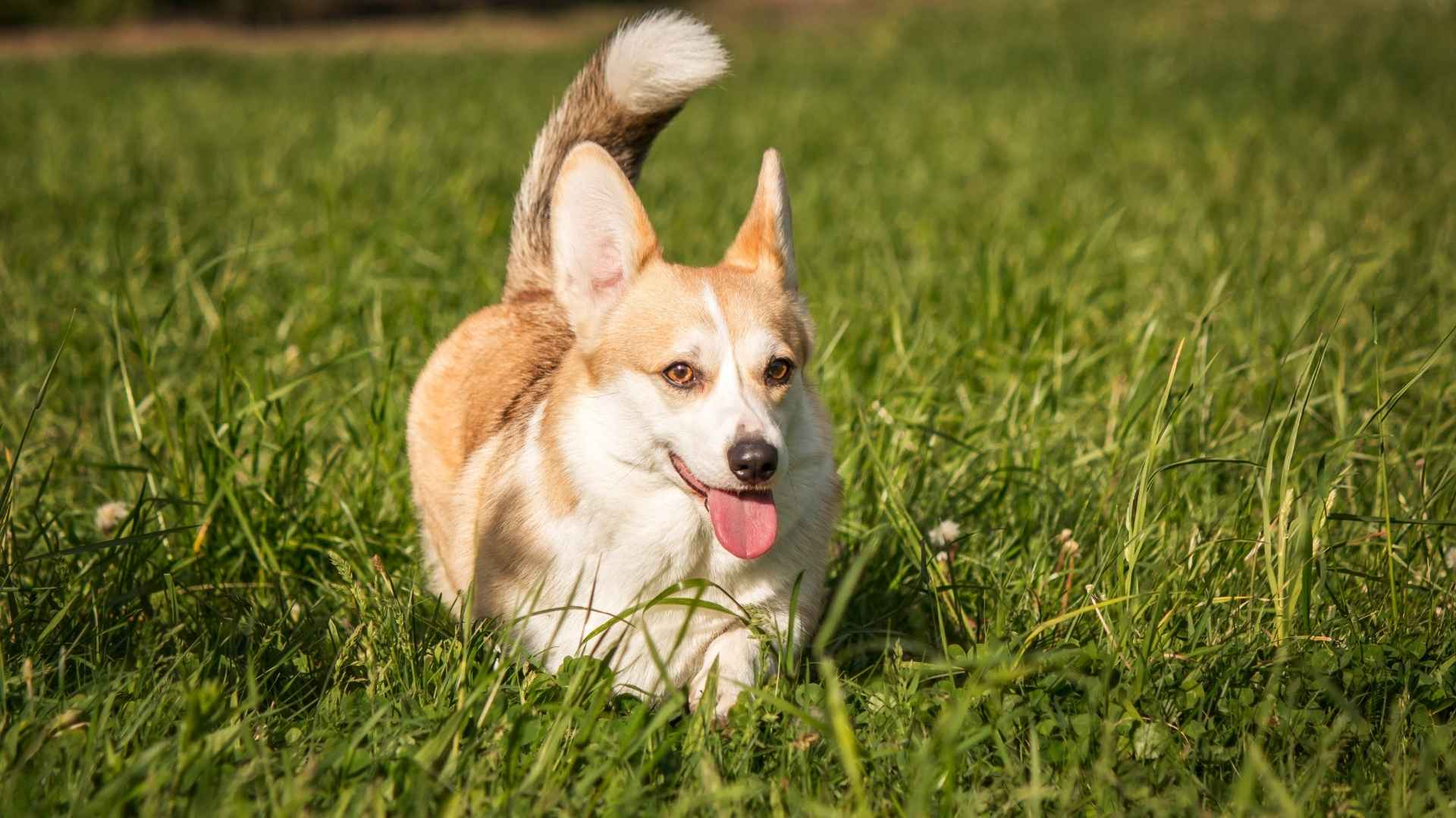 7 Dog Breeds that Wag Tails Excitedly like Newborn Pups