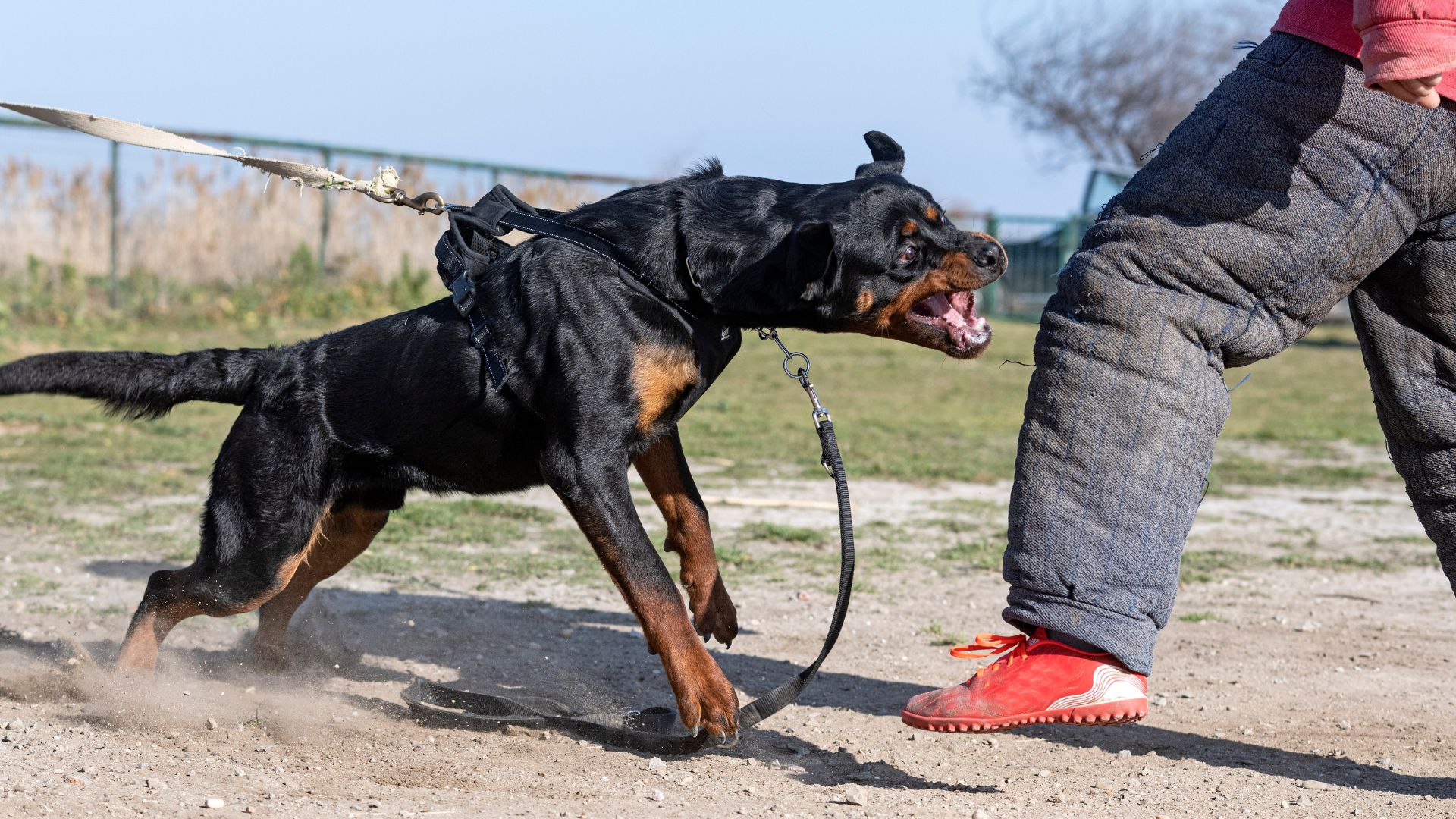 7 Dog Breeds to Avoid Due to Their Aggressive Nature