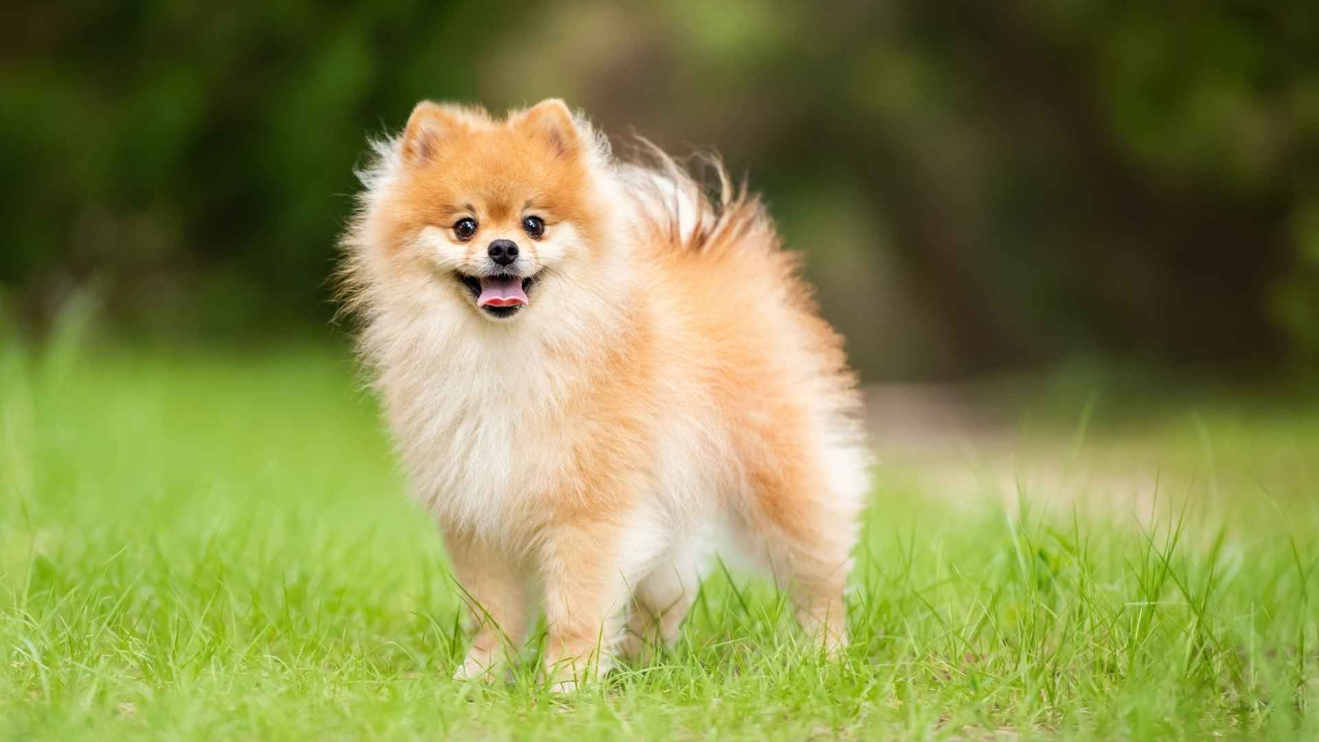 7 Dwarf Teacup Dog Breeds To Consider Before Buying
