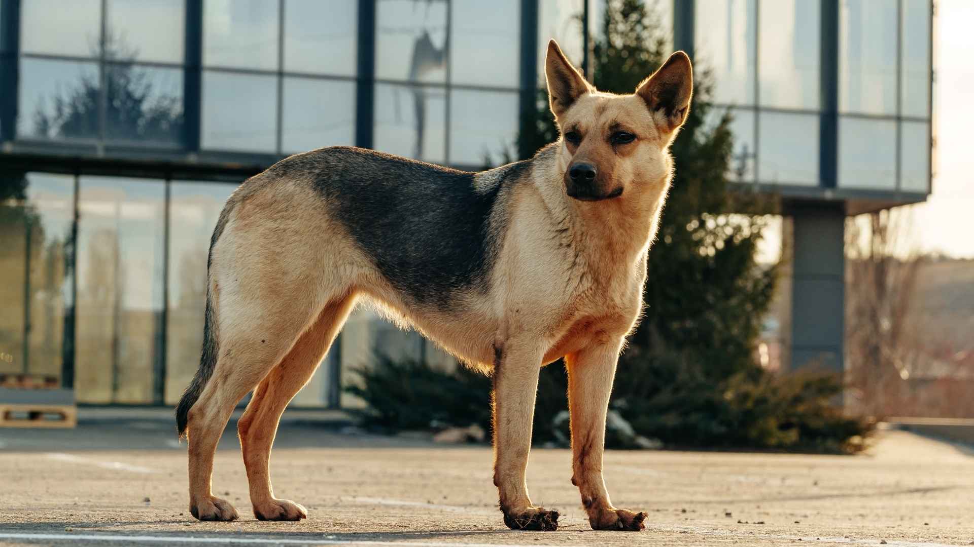 7 Dynamic Guard Dog Breeds For Urban Living