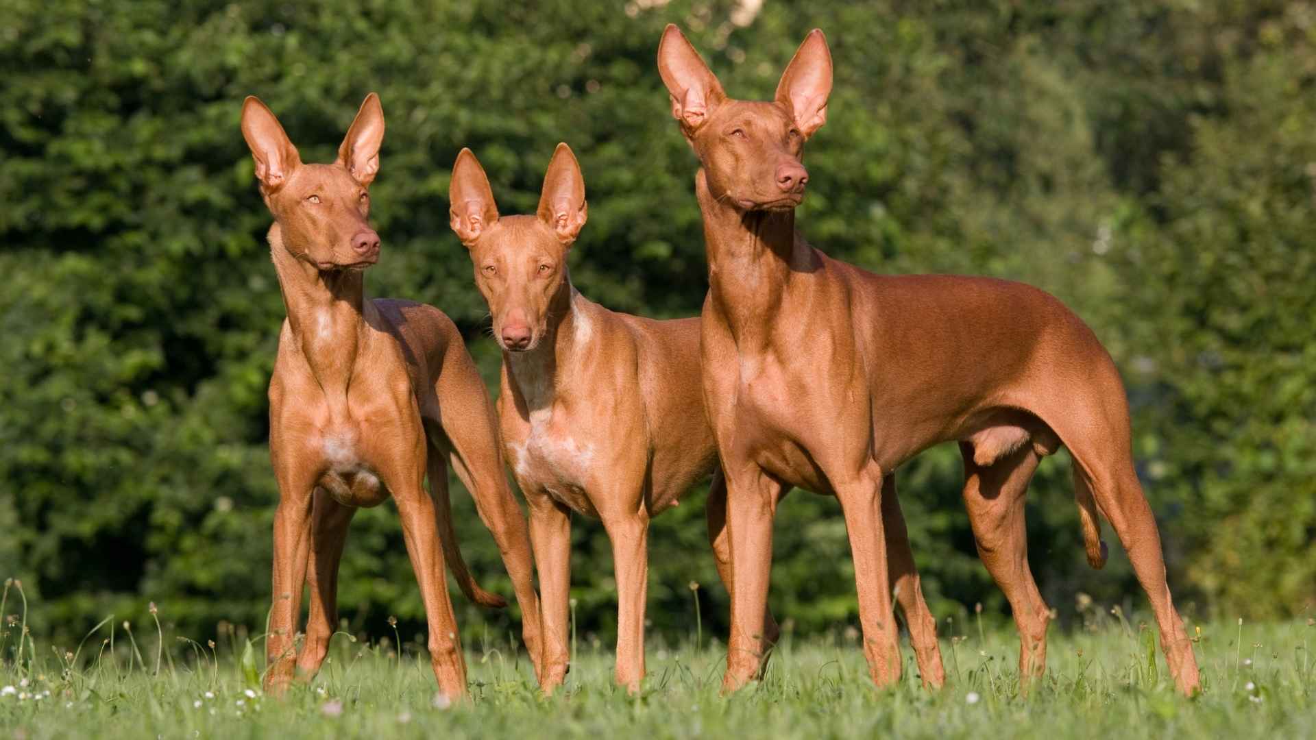 7 Elite Inheritance Price Dog Breeds