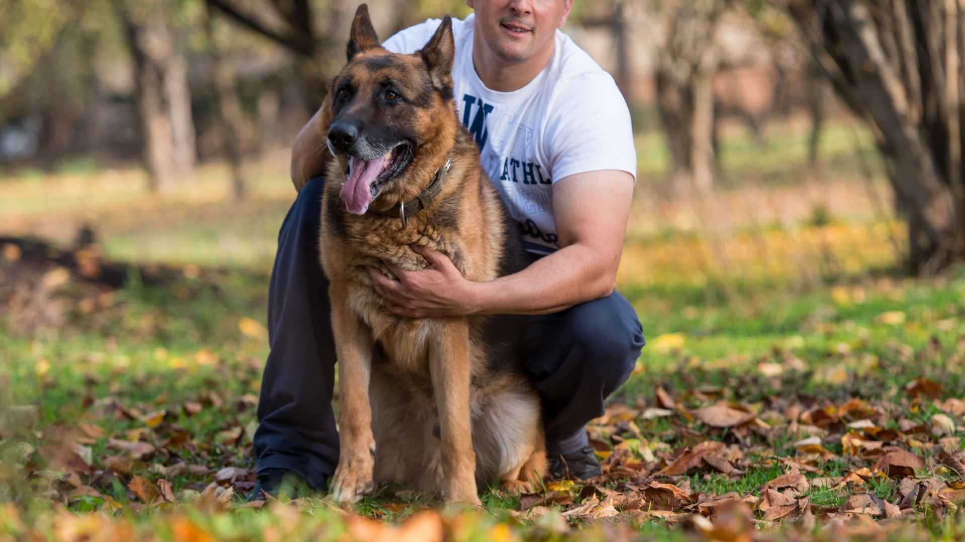 7 Emotionally Intelligent Dog Breeds That Sit in Front of Owners During Fights