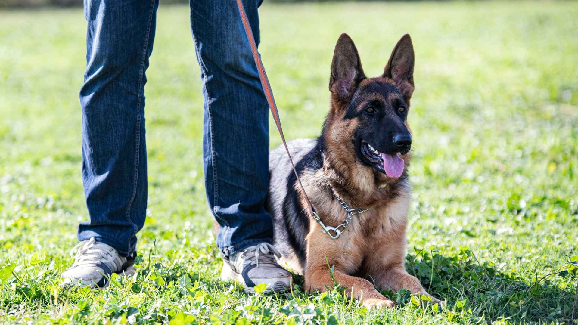 7 Exceptionally Obedient Guard Dog Breeds