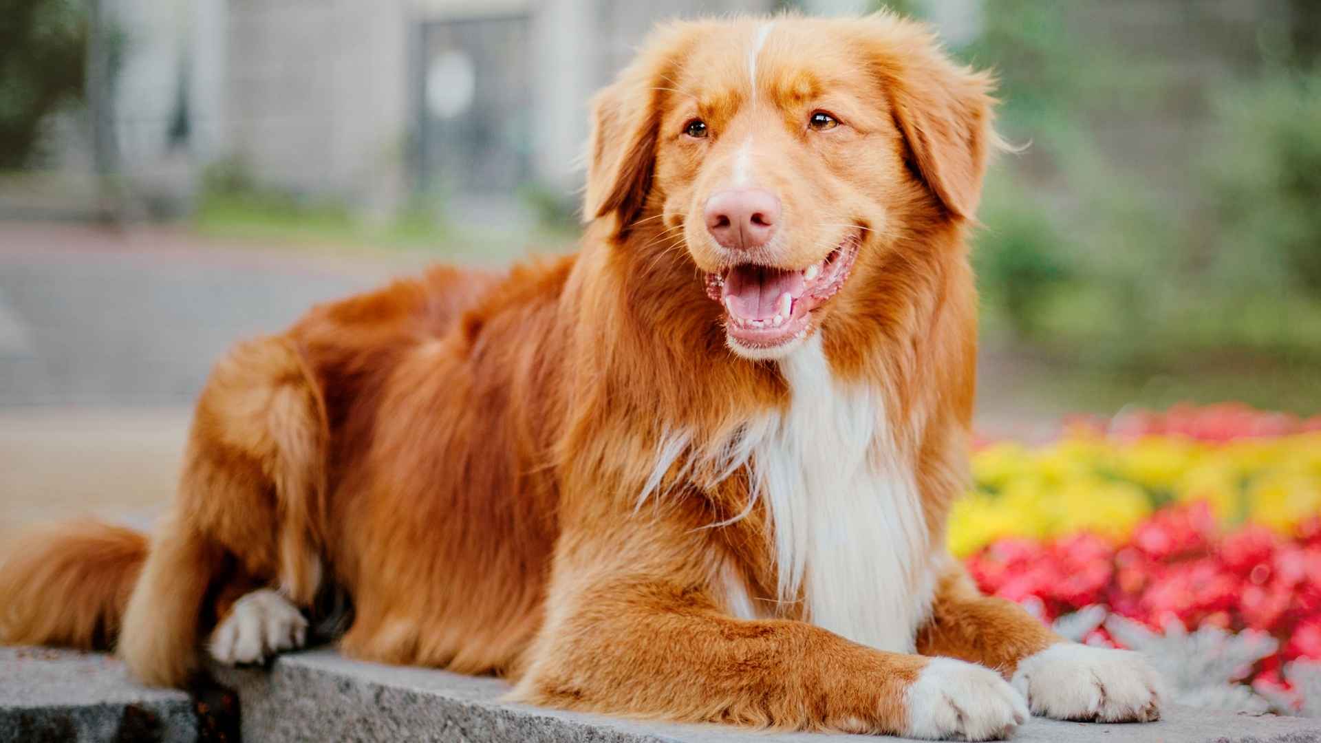 7 Exotic Dog Breeds With Unique Webbed Paws