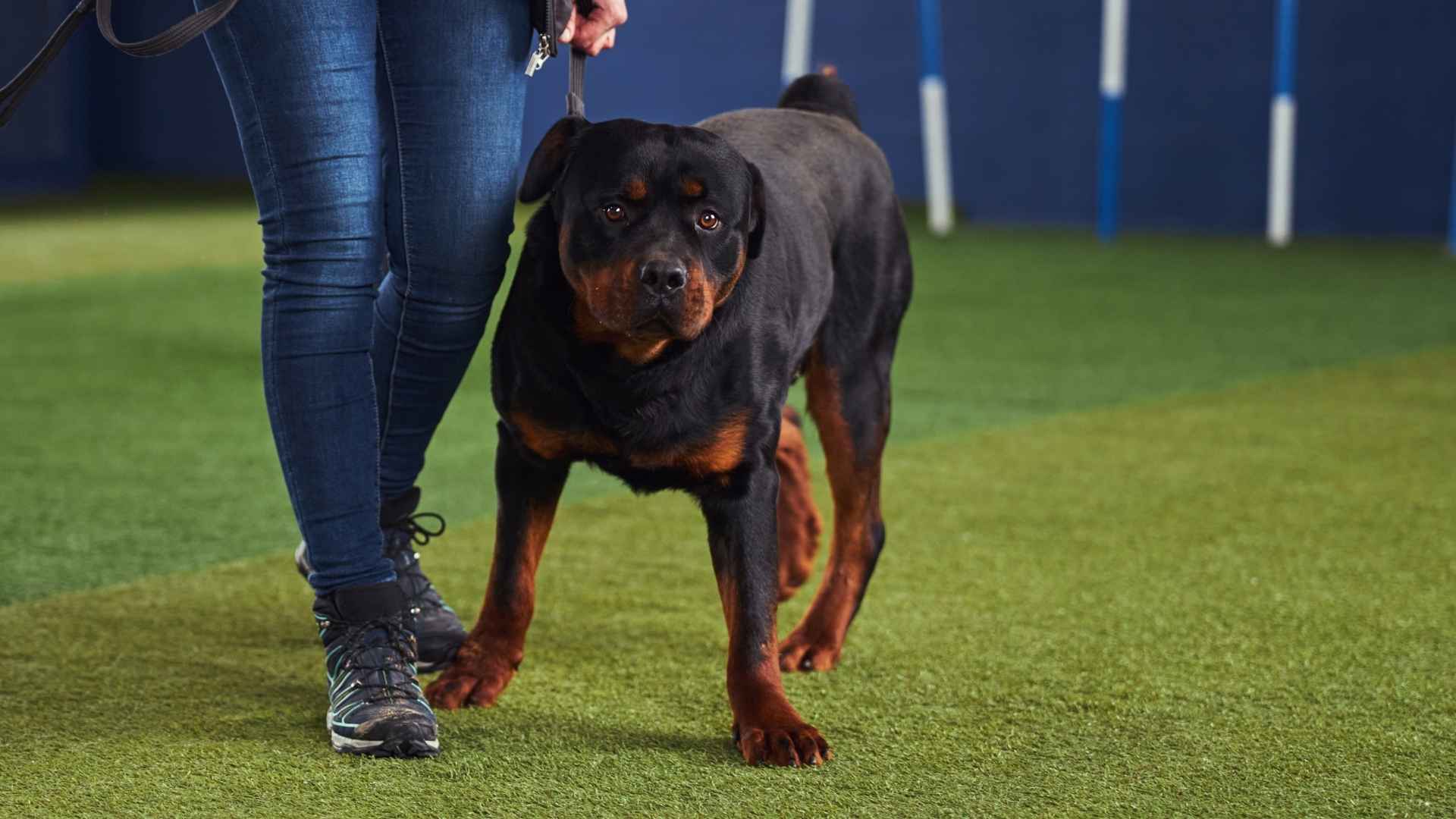 7 Extremely Expensive Dog Breeds That Are Easy To Train