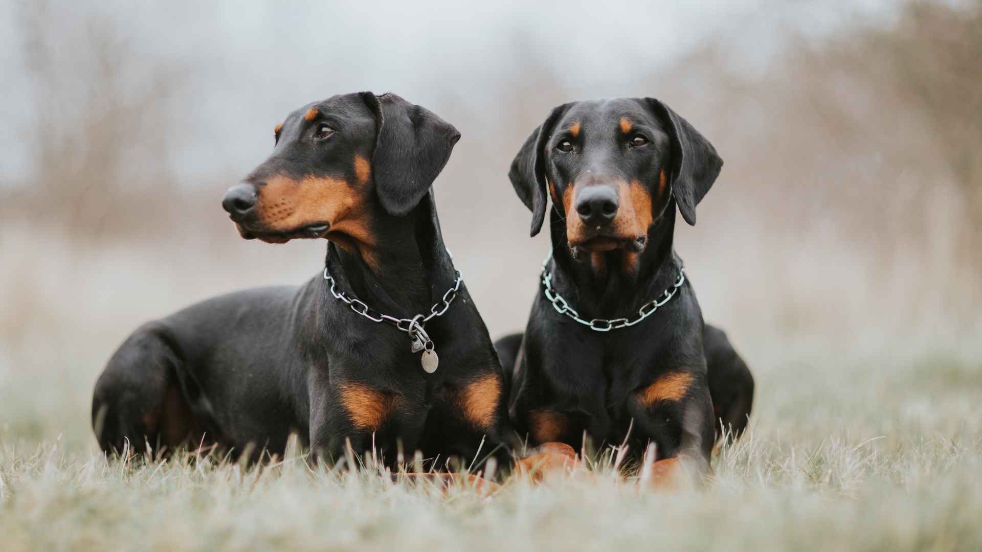 7 Famous Guard Dog Breeds Known Worldwide