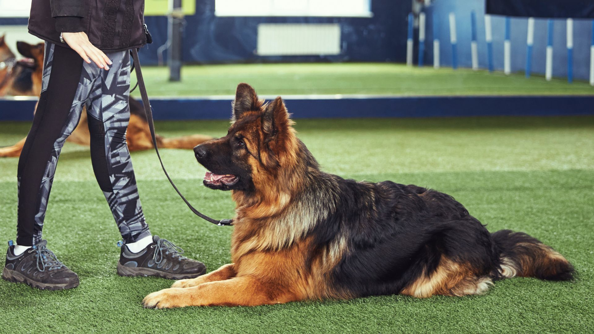 7 Famous Smart Dog Breeds For Expert Handlers