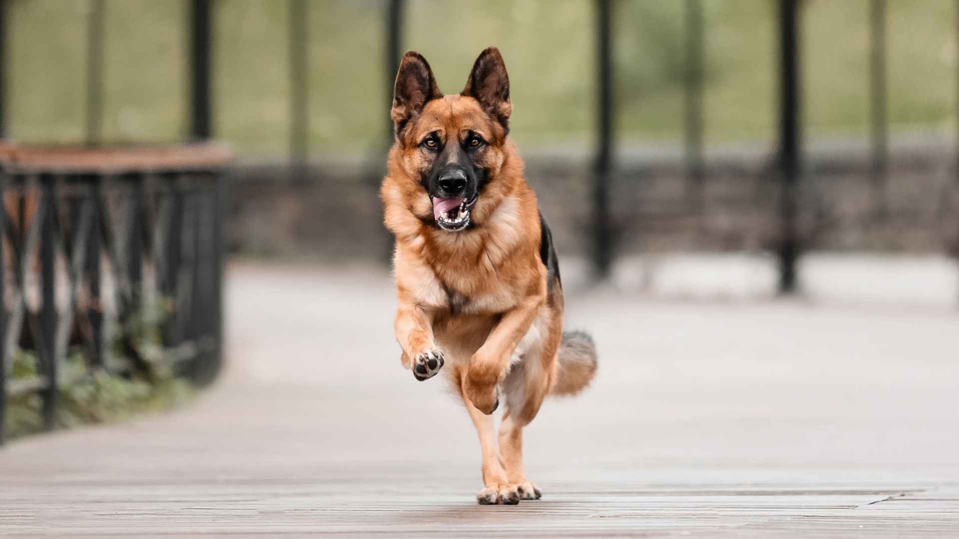 7 Fast Guard Dog Breeds That Will Guard You With Their Life
