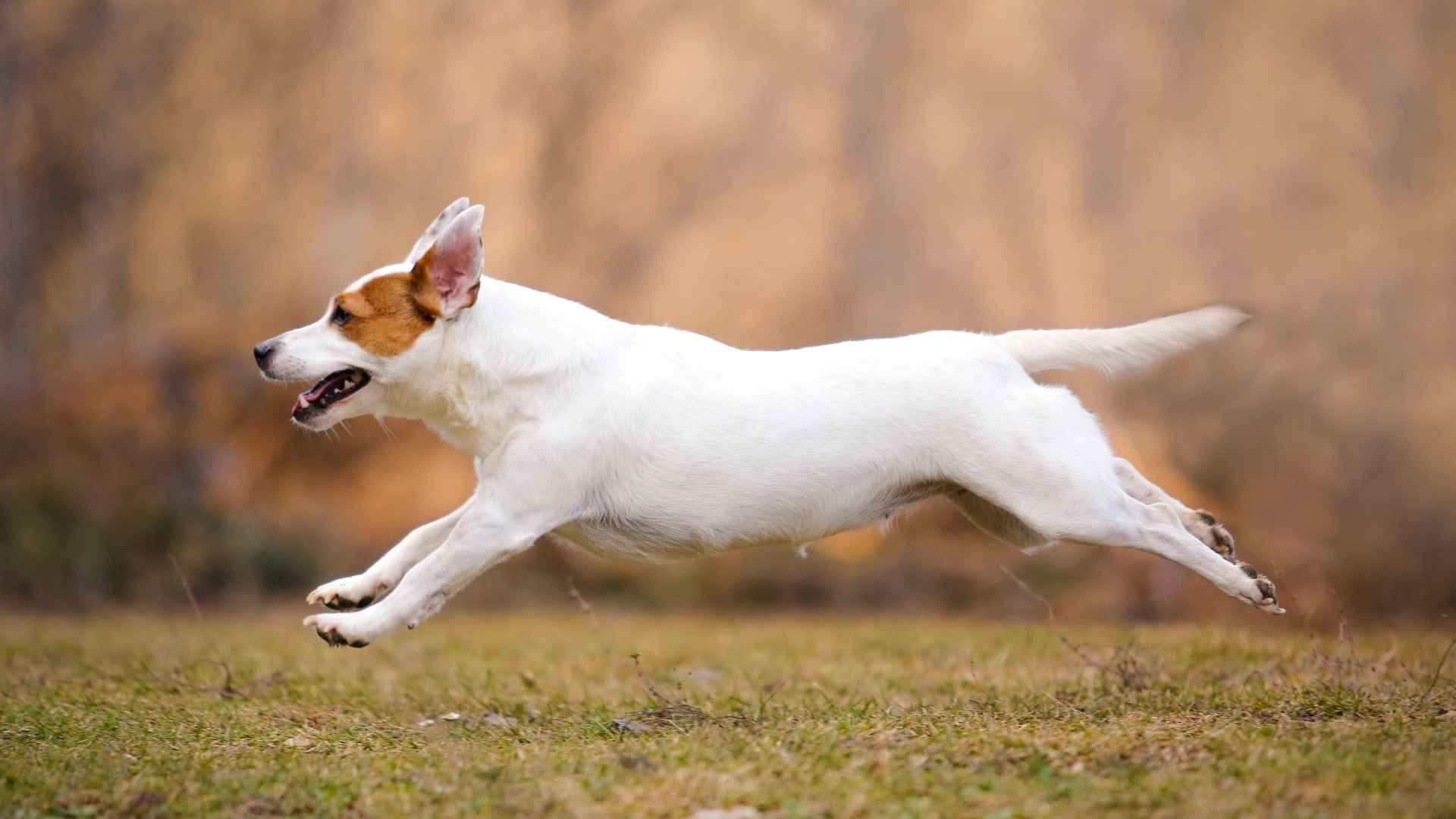 7 Fastest Guard Dog Breeds For Ultimate Protection