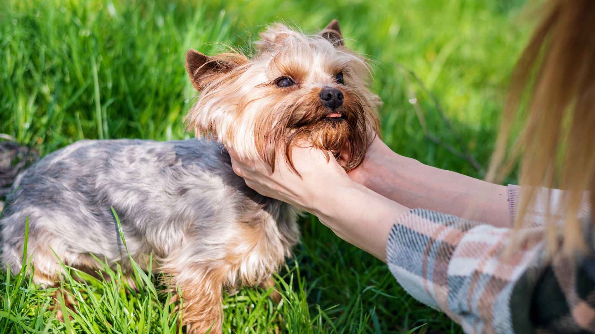 7 Fiercely Loyal Dog Breeds You Can Always Rely on