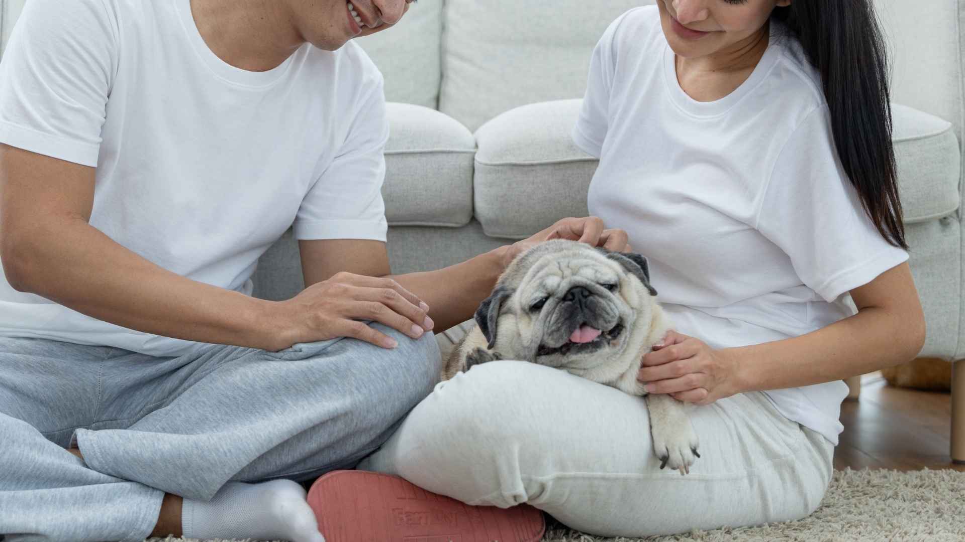 7 Friendliest Dog Breeds for First-Time Pet Parents