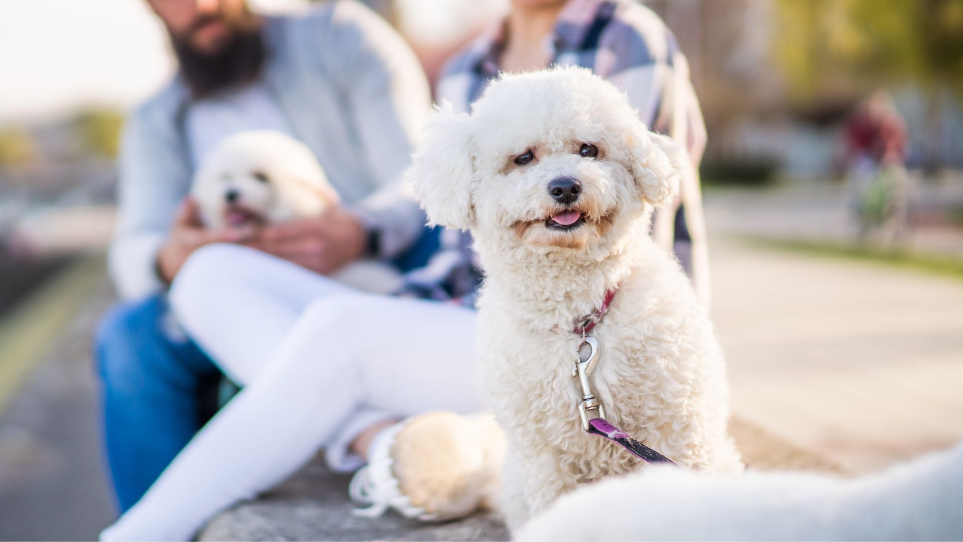 7 Friendliest Toy Dog Breeds To Other Pets And Families