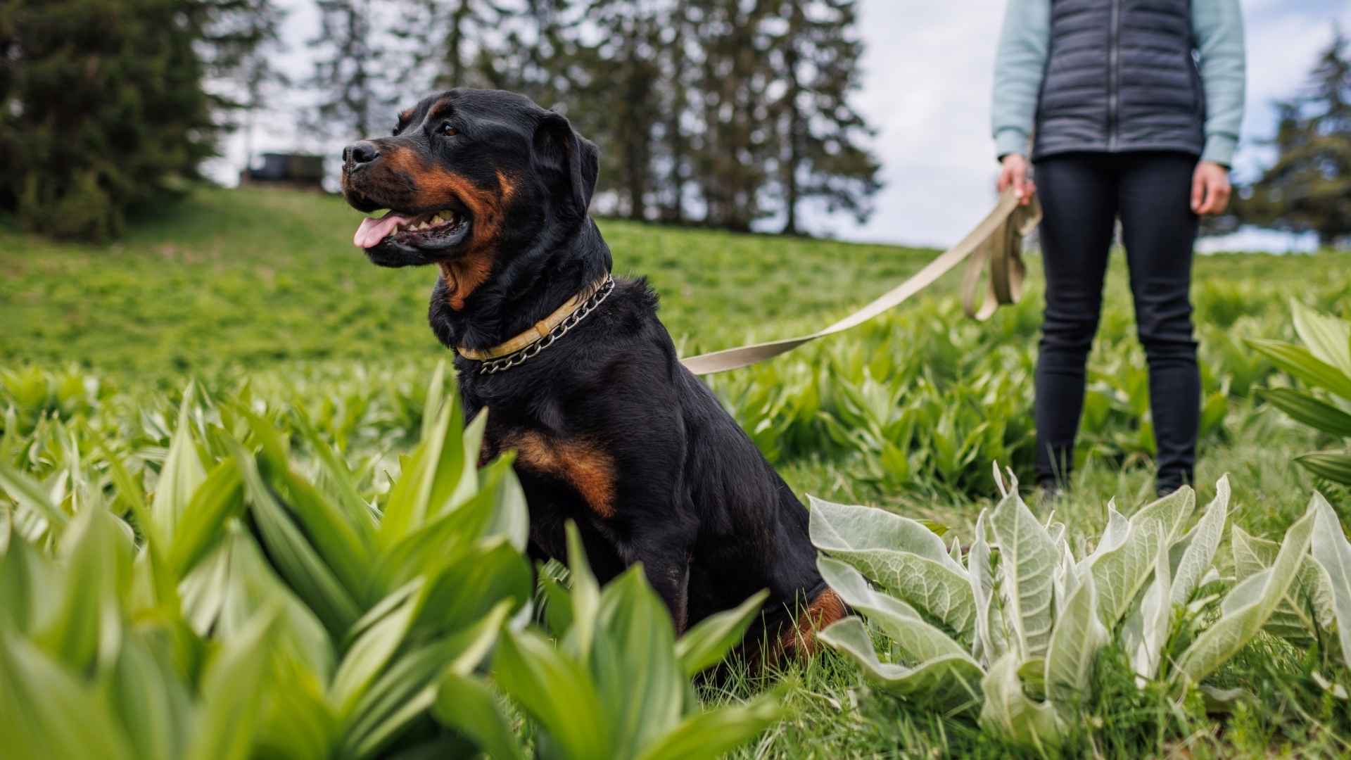 7 Friendly Dog Breeds That Can Guard Too