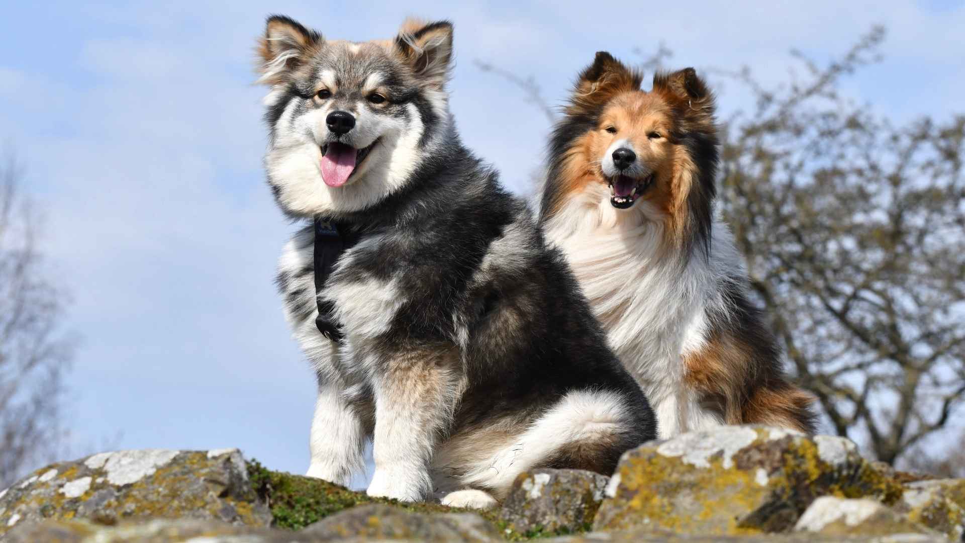 7 Friendly Dog Breeds That Love Other Dogs