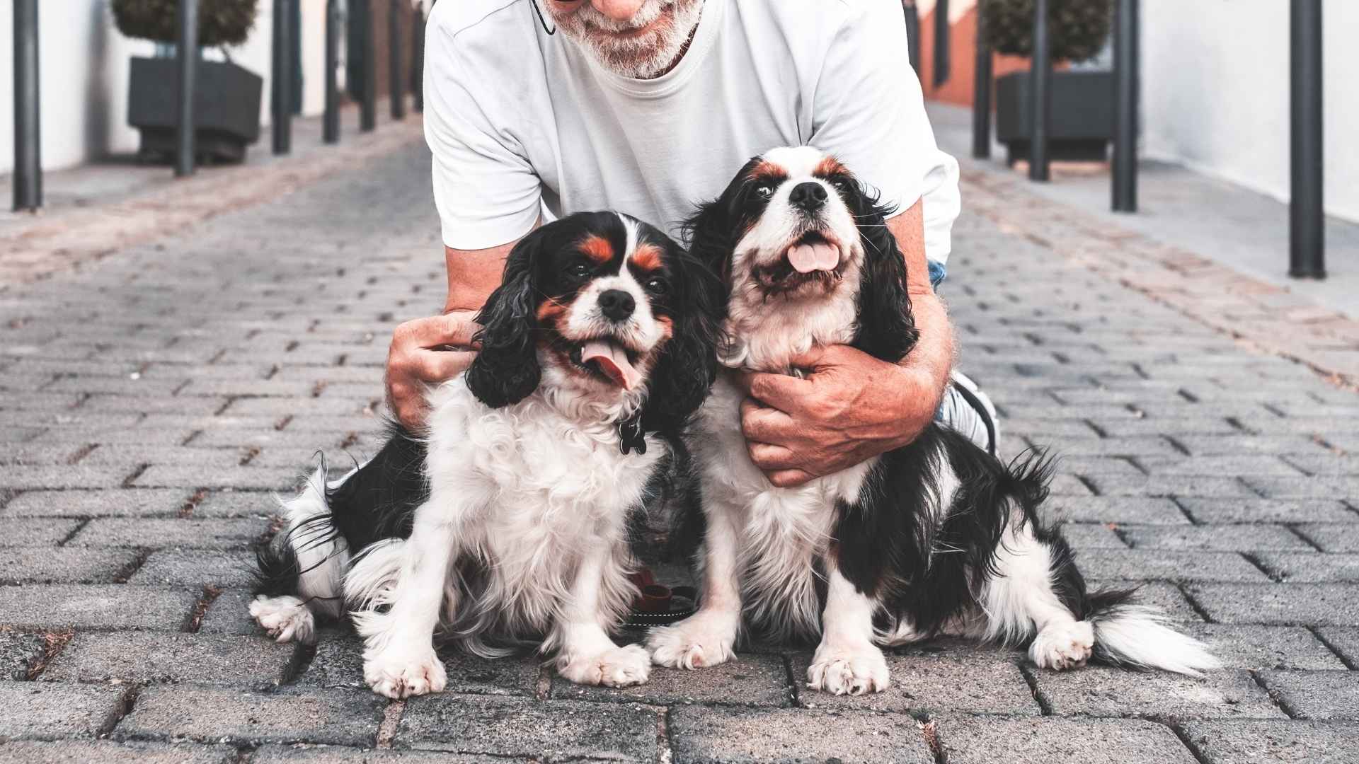7 Gentle Dog Breeds For Baby Boomers